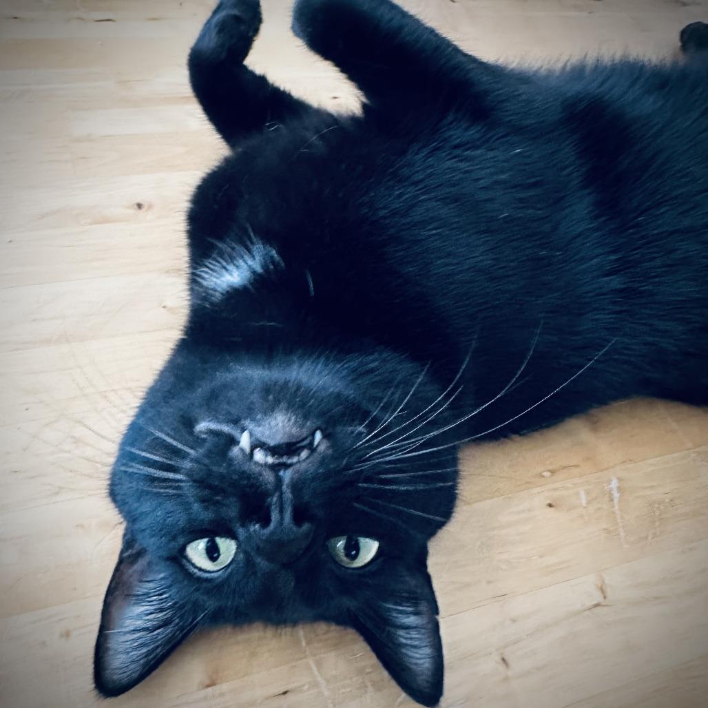 Midnight, Adoptable, Adult Male Domestic Short Hair.