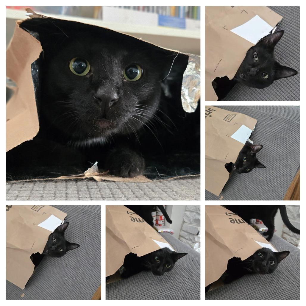 Enlarge Midnight, a Adoptable Domestic Short Hair in Denver, CO image 2/5