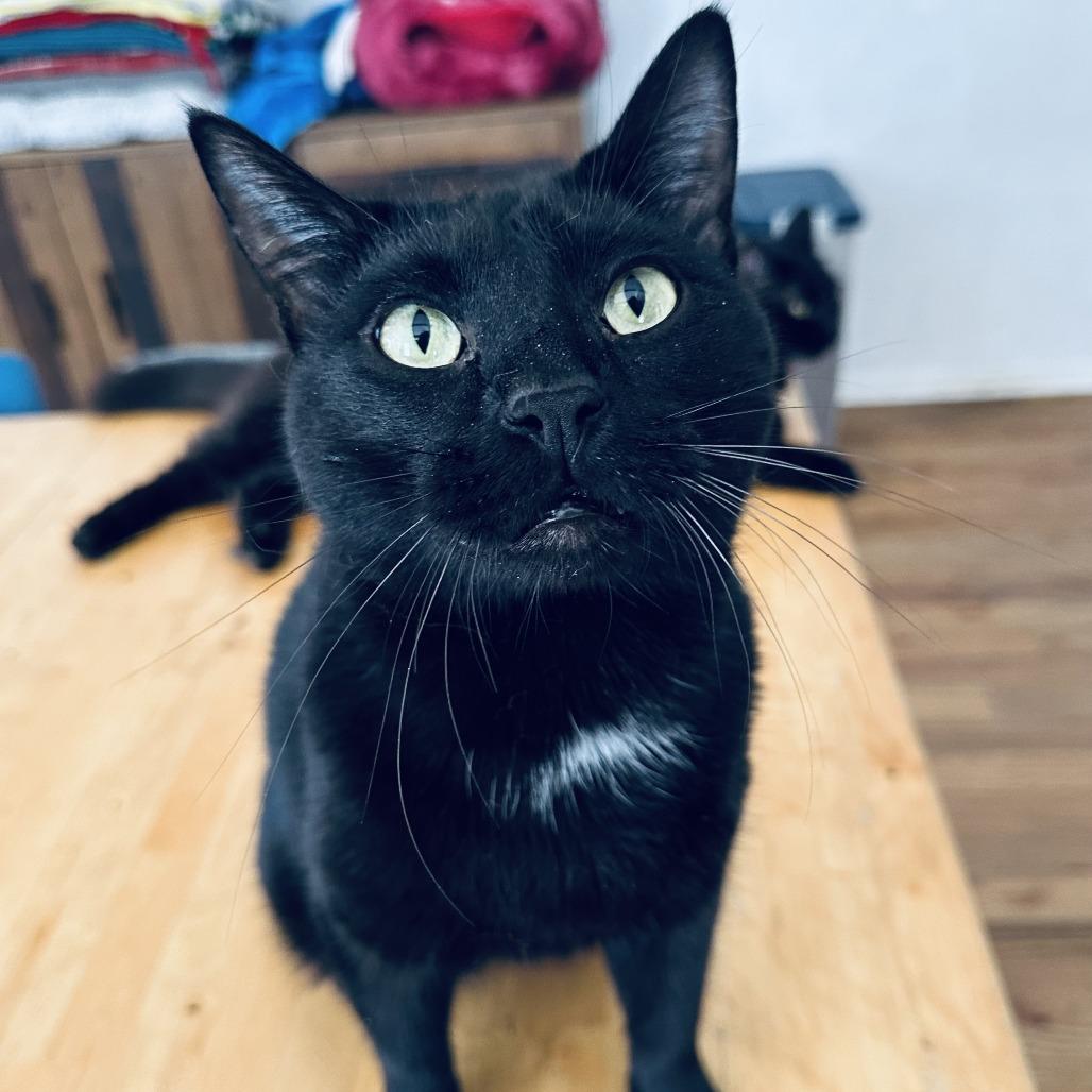 Midnight, Adoptable, Adult Male Domestic Short Hair.