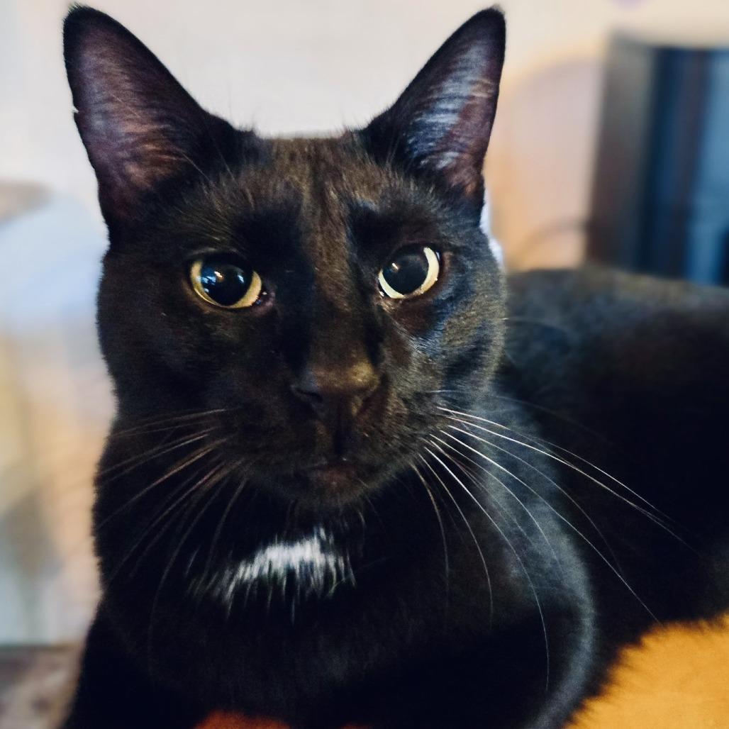 Midnight, a Adoptable Domestic Short Hair in Fort Worth, TX image 5/5