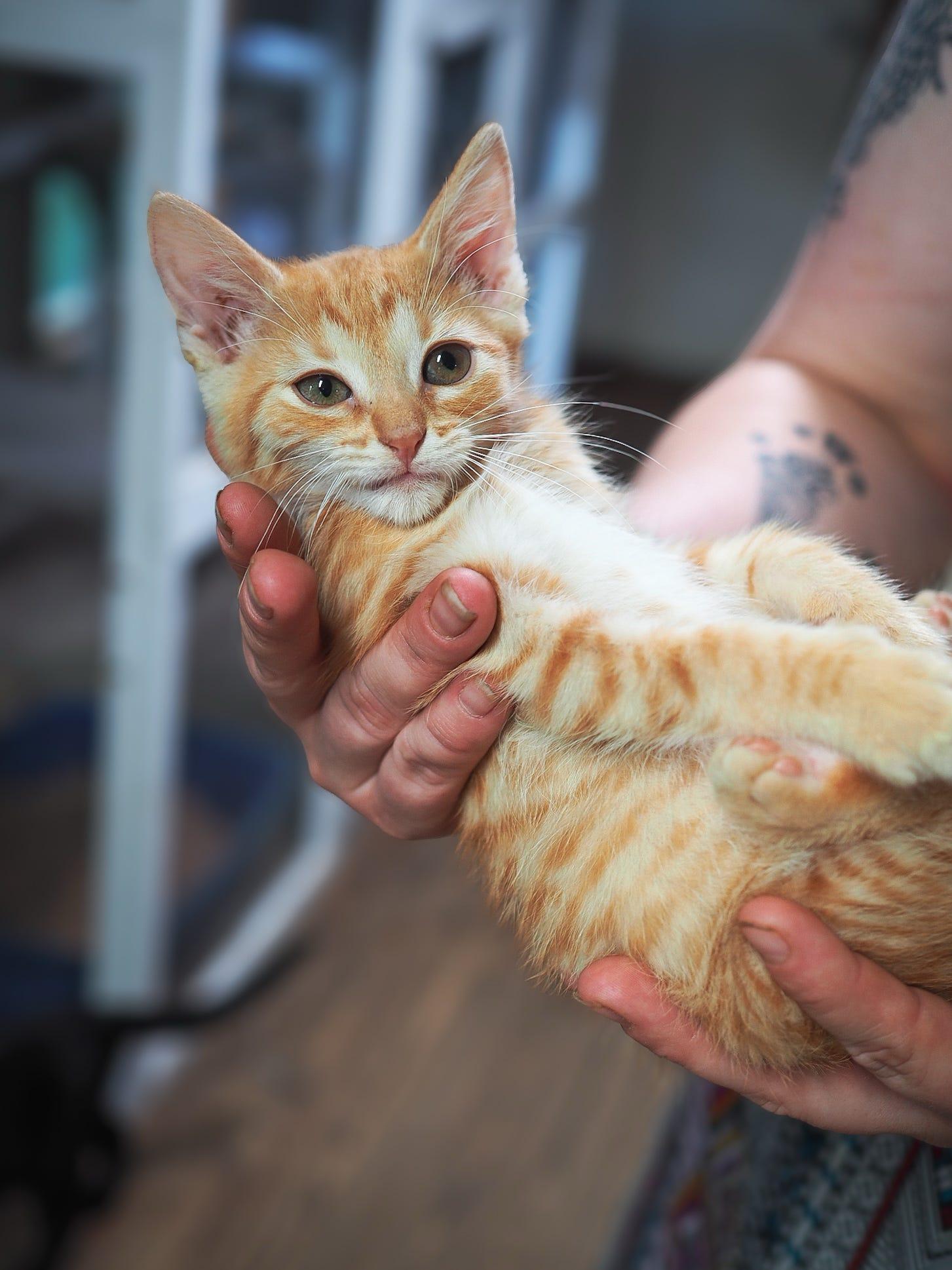 Dawn, Baby Female Domestic Short Hair