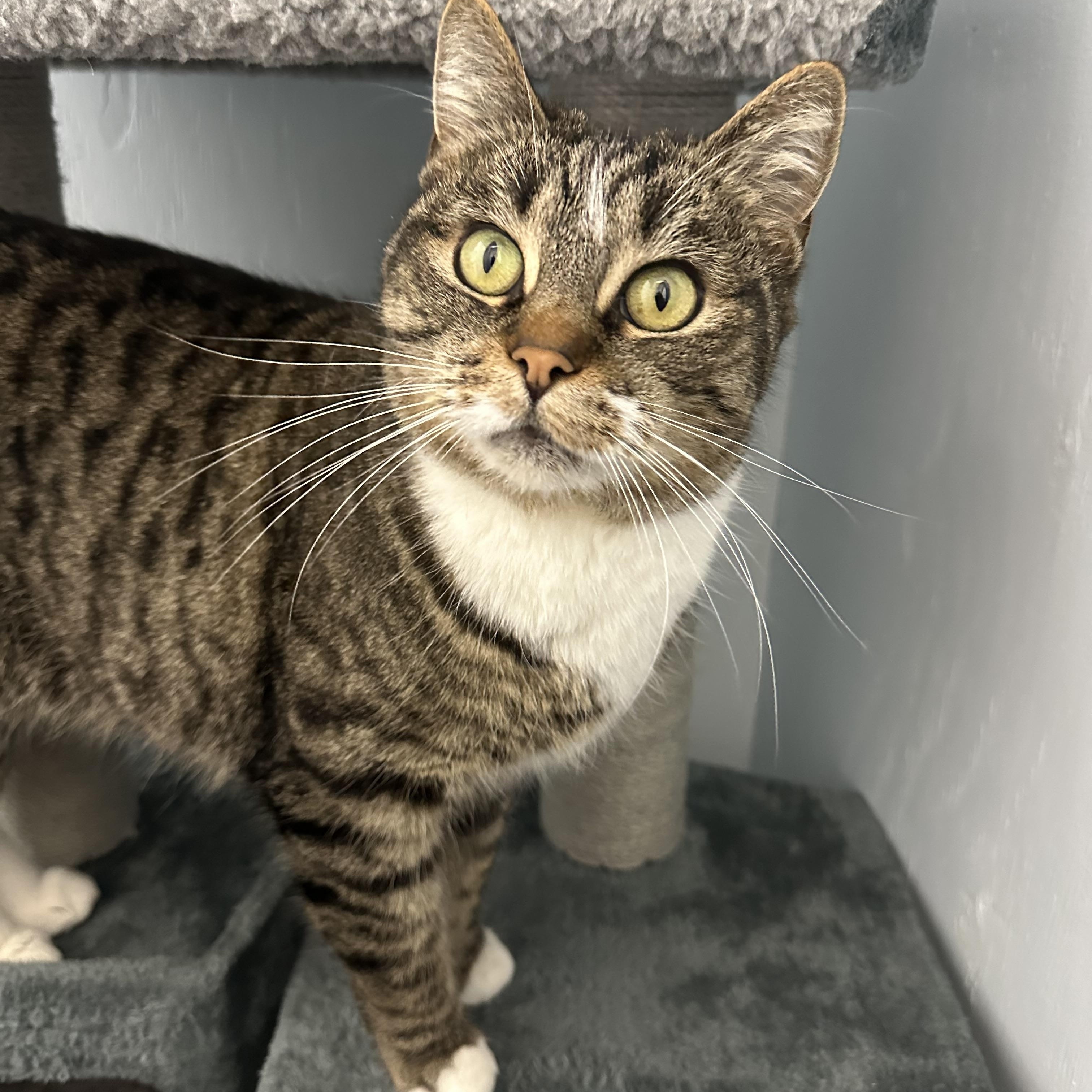 Boots, adoptable, Adult Female Domestic Short Hair.
