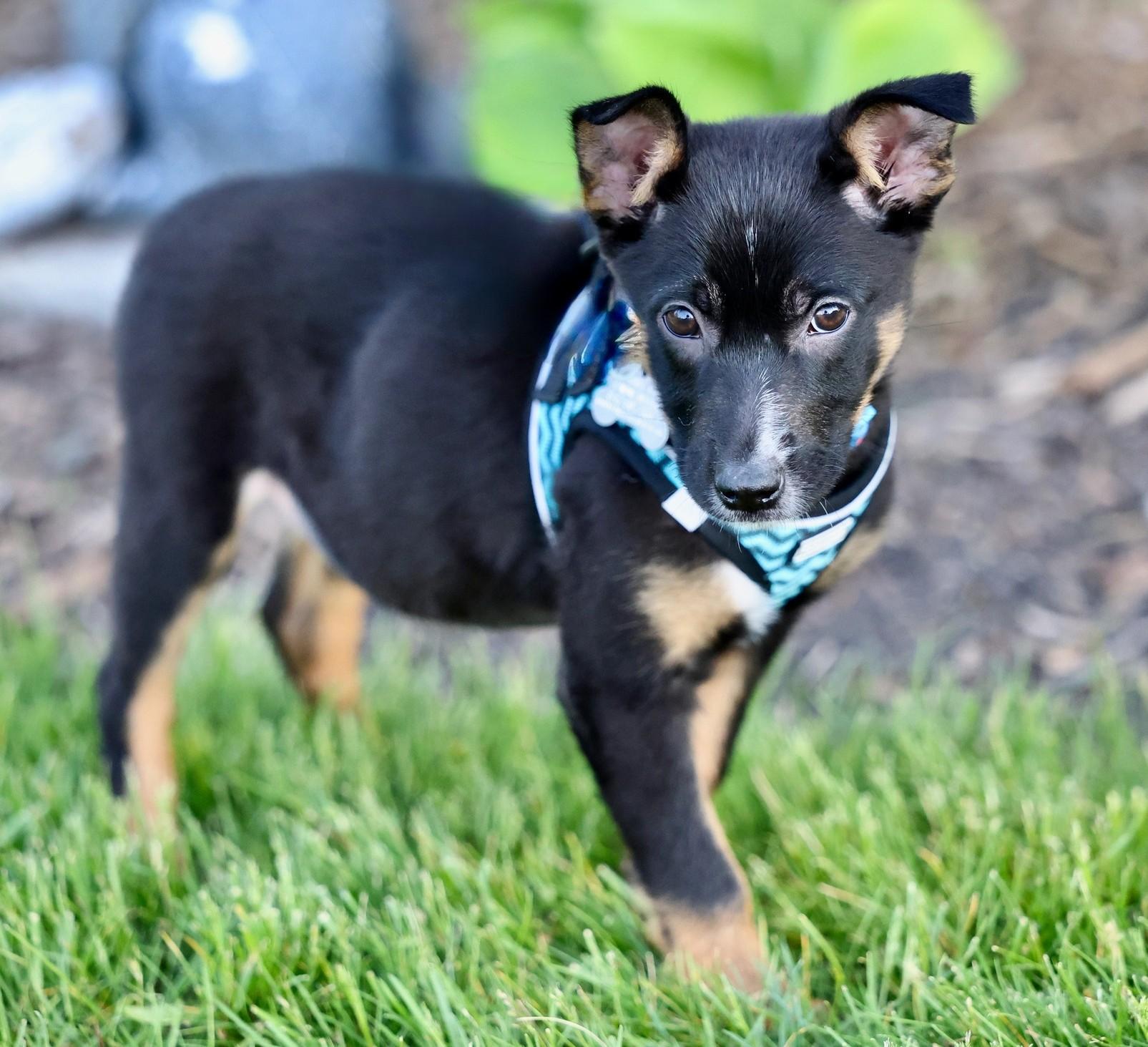 Enlarge Panini, an adoptable mixed breed in Palatine, IL image 2/6