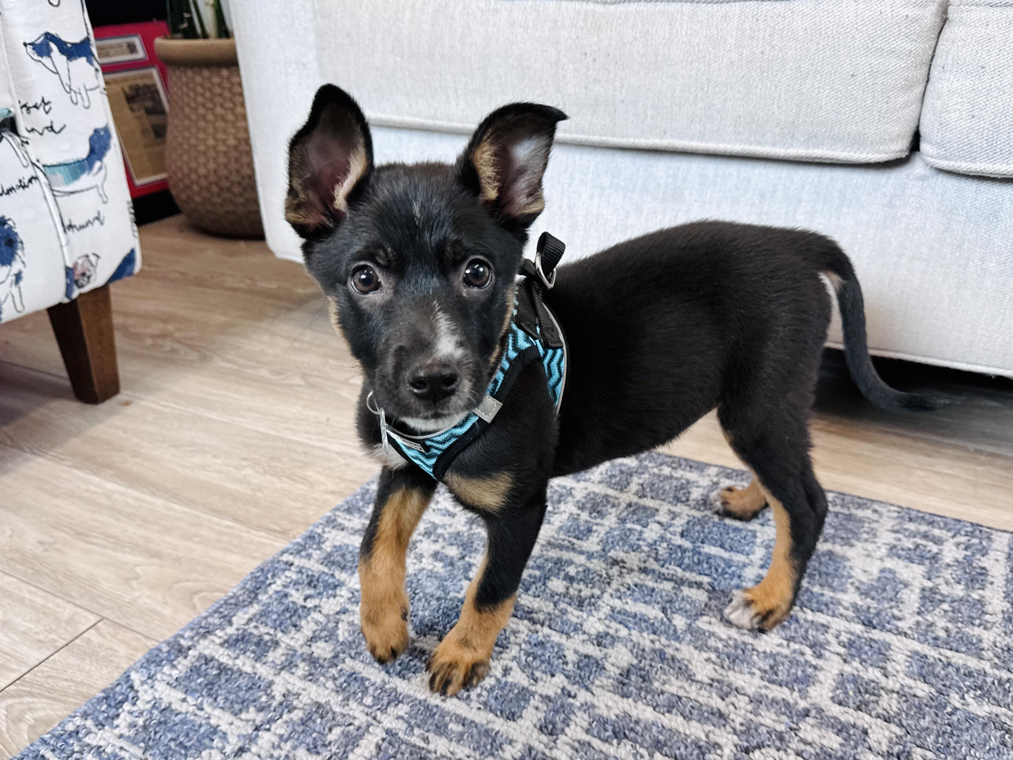 Enlarge Panini, an adoptable mixed breed in Palatine, IL image 5/6