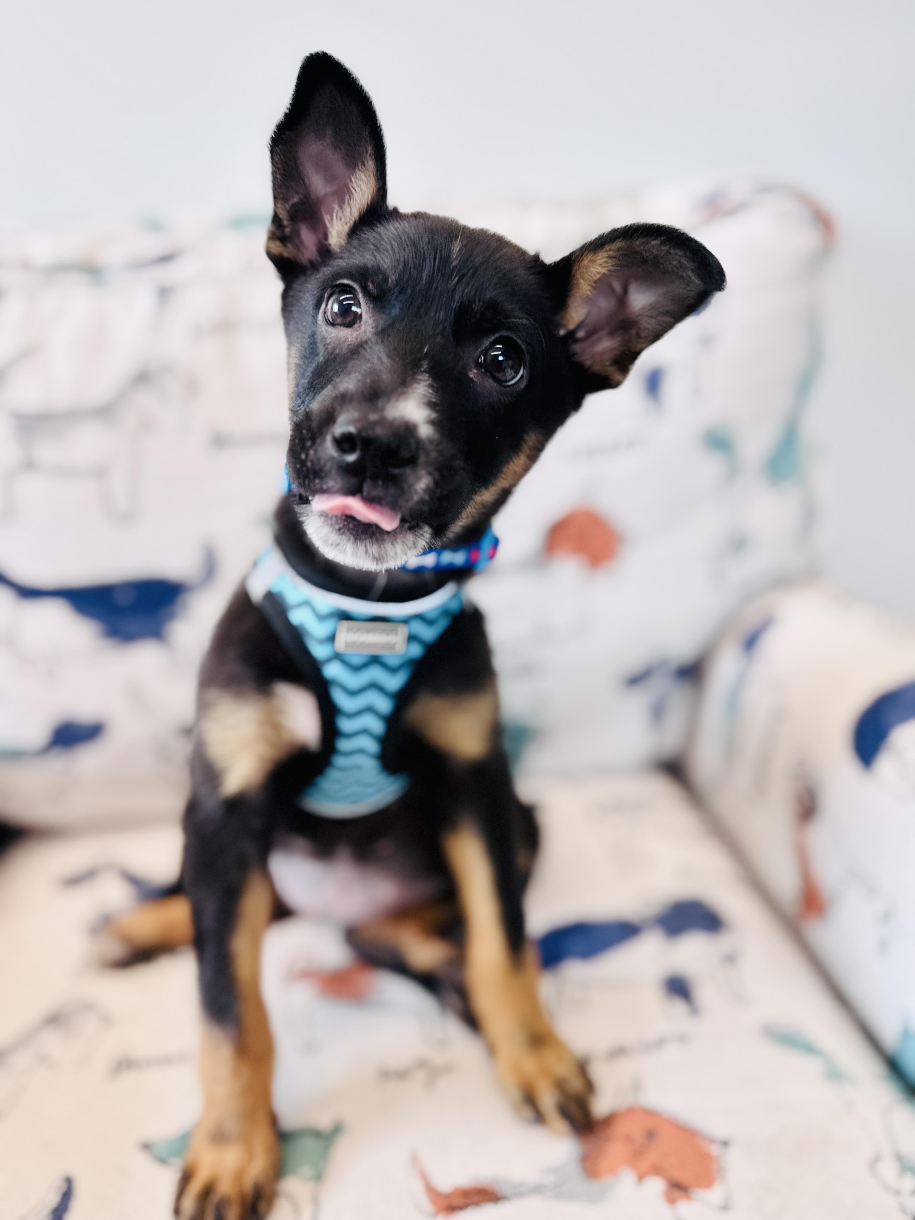 Enlarge Panini, an adoptable mixed breed in Palatine, IL image 4/6