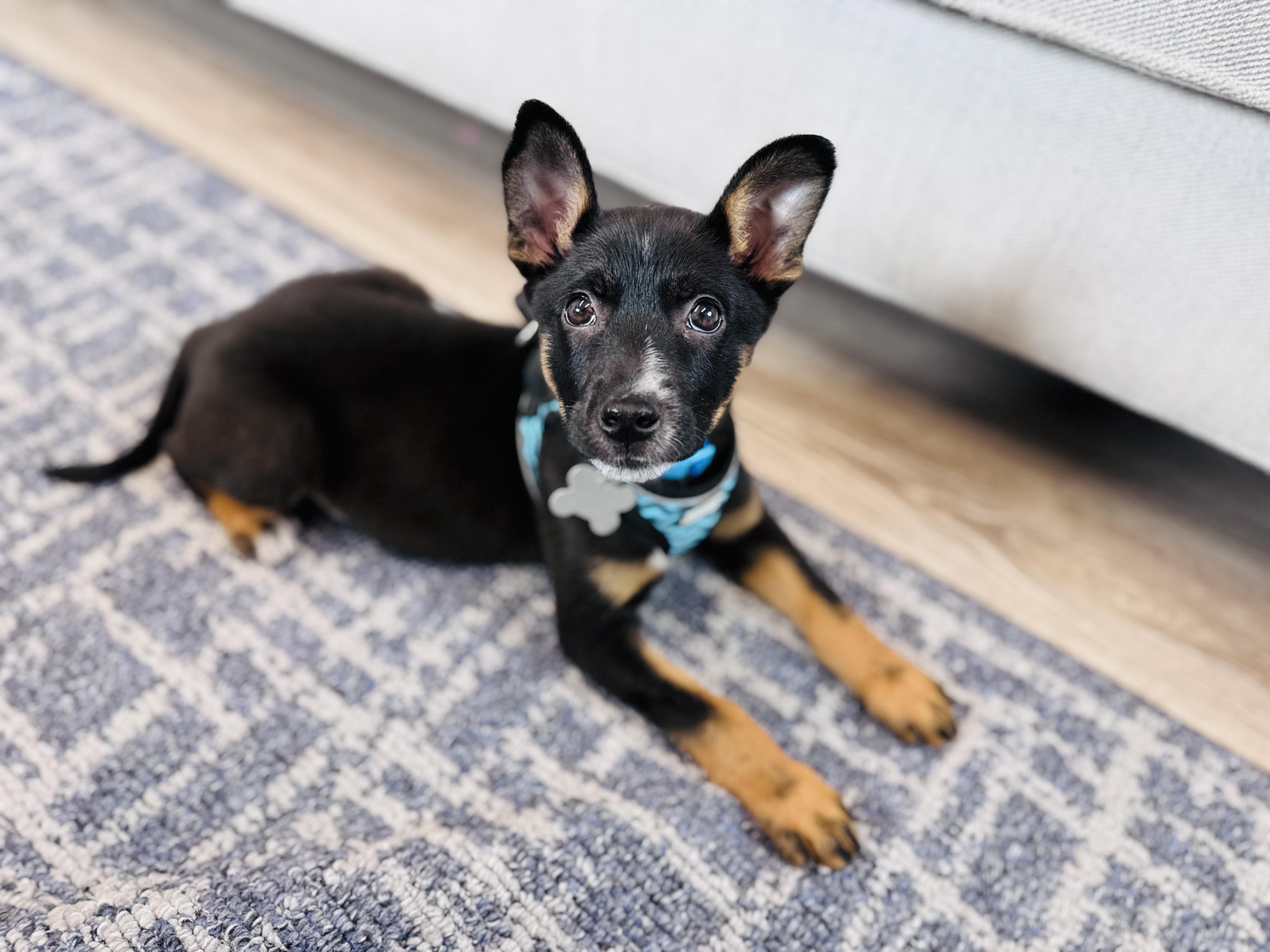 Enlarge Panini, an adoptable mixed breed in Palatine, IL image 6/6