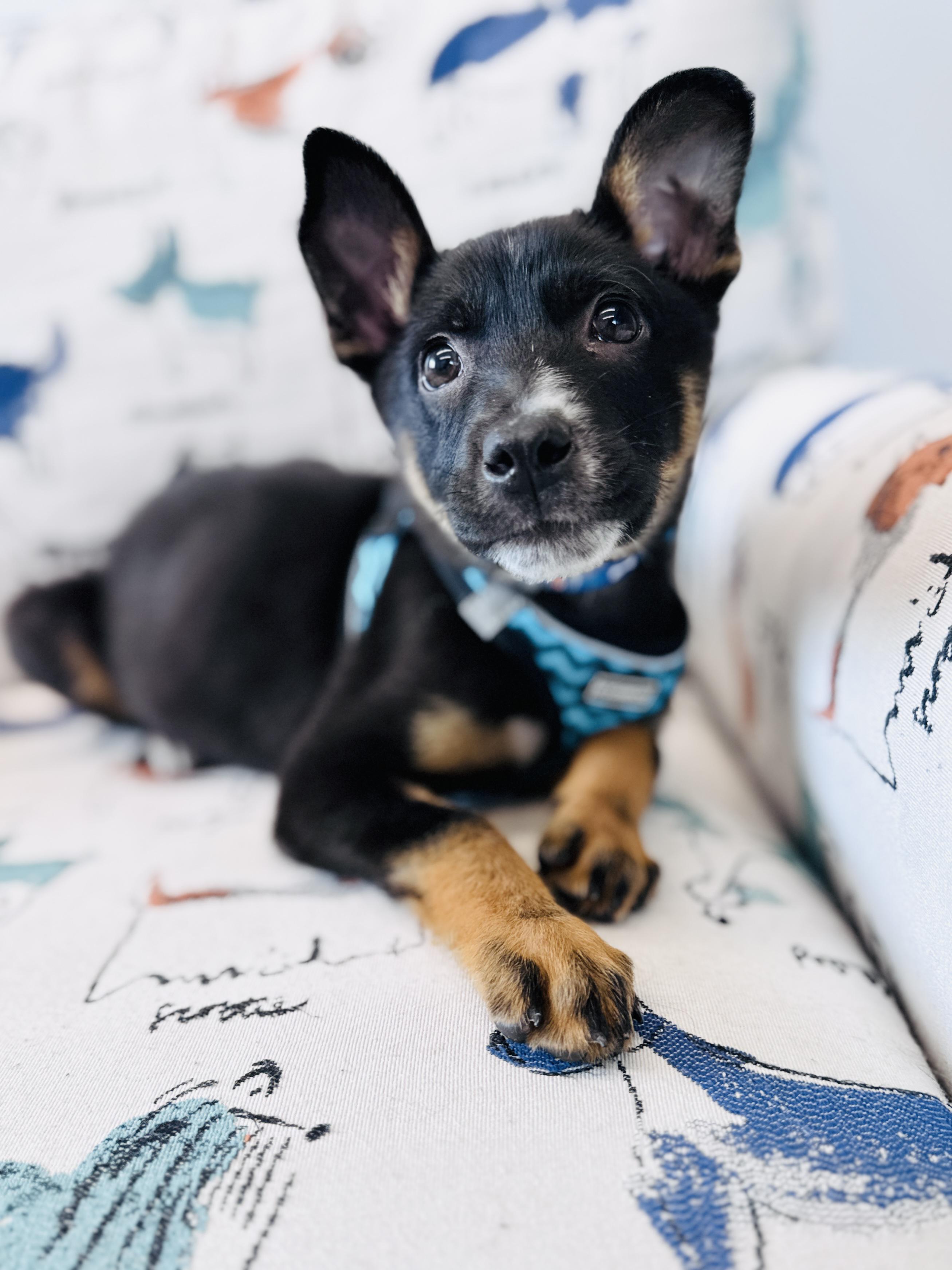 Enlarge Panini, an adoptable mixed breed in Palatine, IL image 3/6