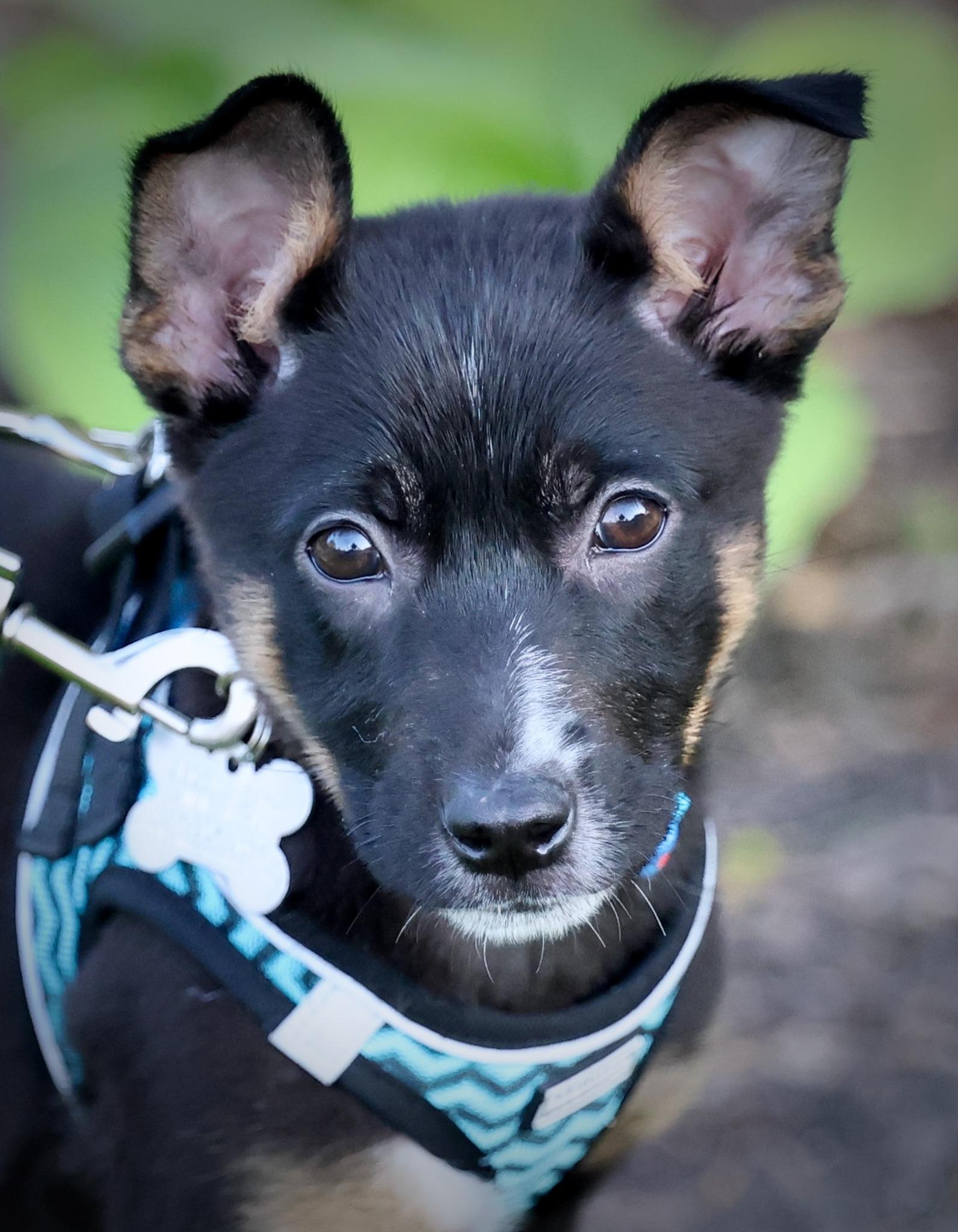 Panini, adoptable, Puppy Female Shepherd & Mixed Breed.