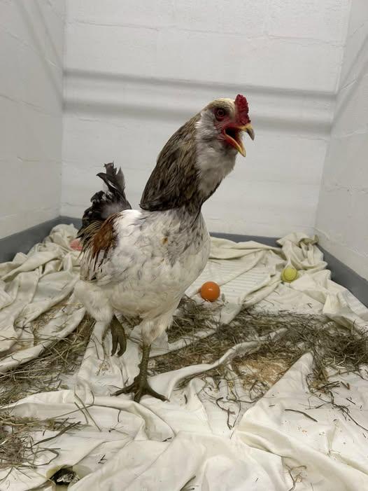 Enlarge Charlie, a Adoptable Chicken in Westfield, MA image 1/1