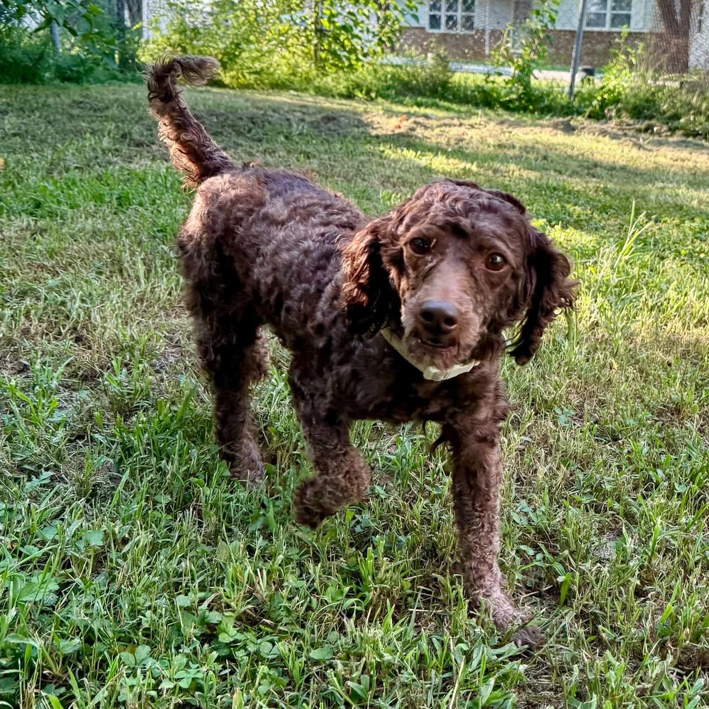 Maggie, adopted, Adult Female Miniature Poodle.
