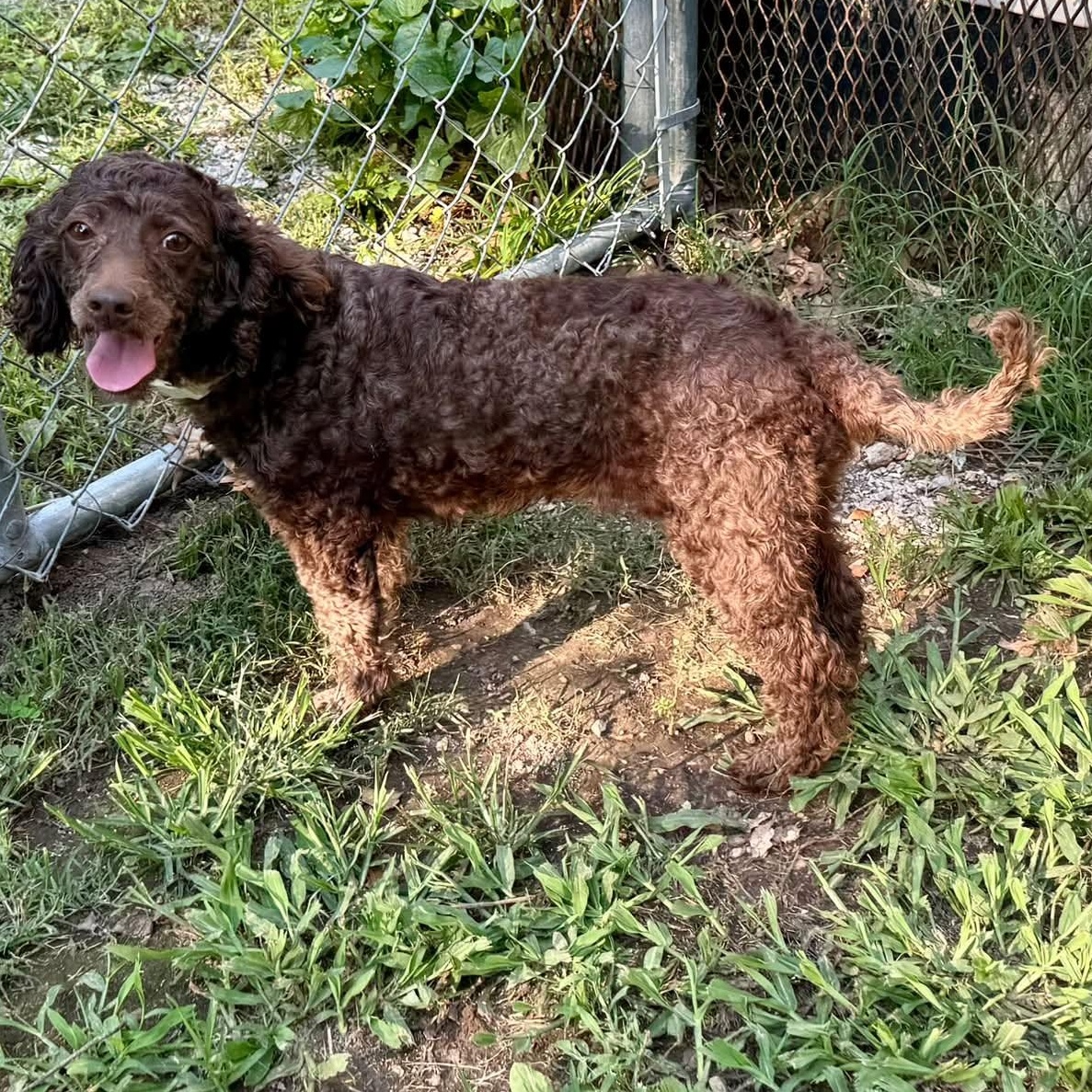 Maggie, an adopted mixed breed in Springfield, MO image 4/5