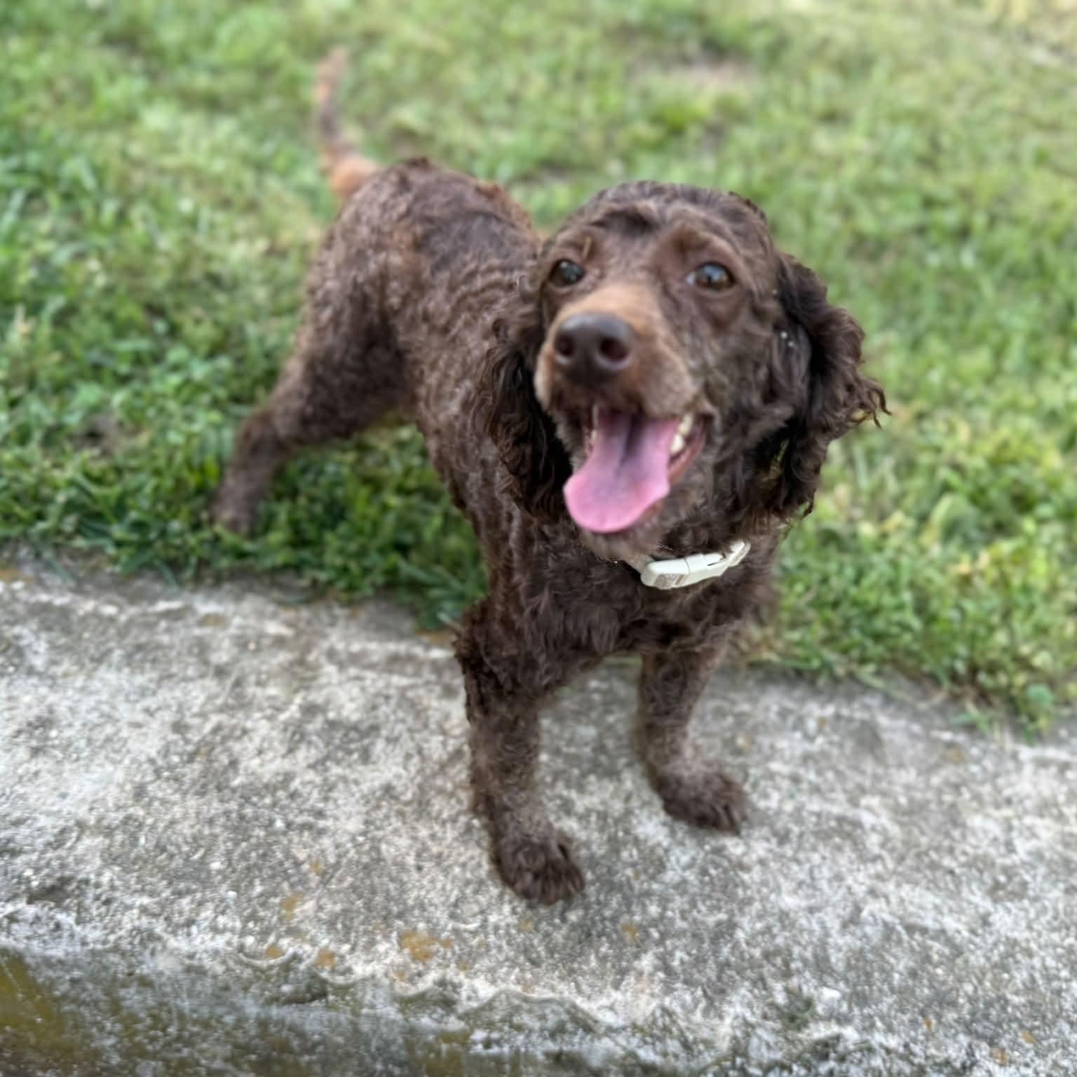 Maggie, an adopted mixed breed in Springfield, MO image 3/5