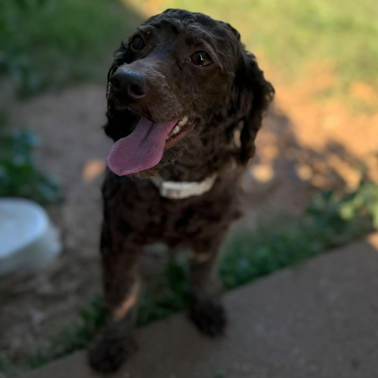 Maggie, an adopted mixed breed in Springfield, MO image 5/5