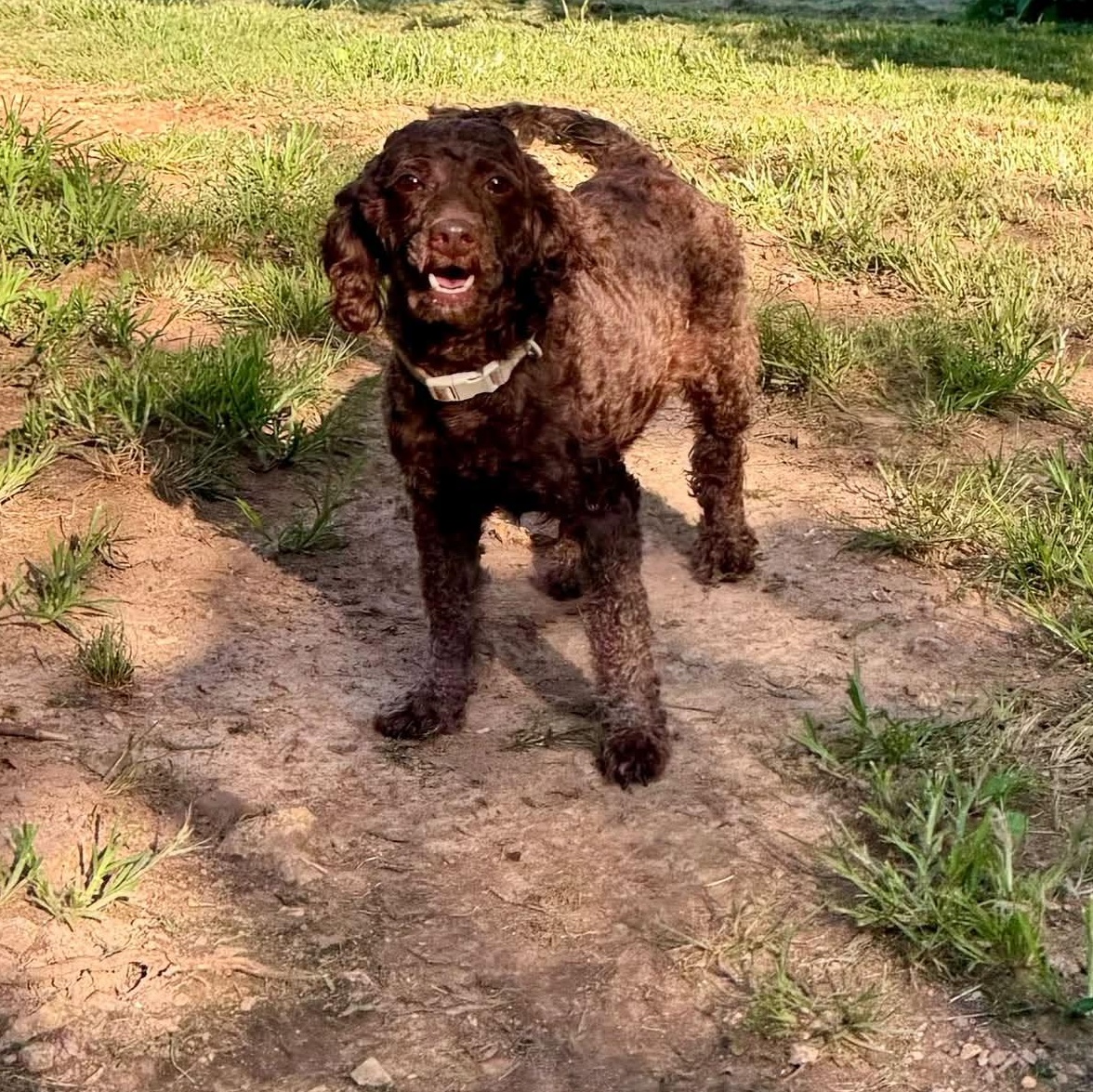 Maggie, an adopted mixed breed in Springfield, MO image 2/5