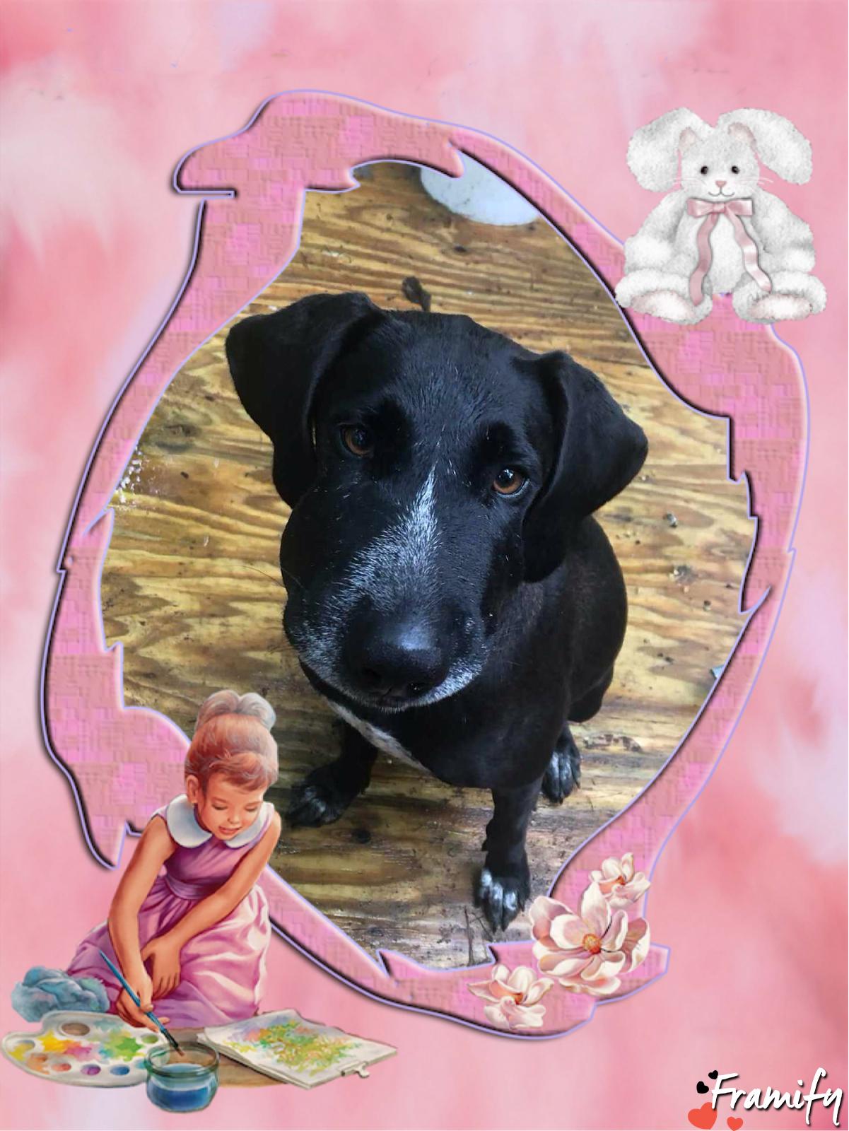 Daisy Mountain Cur Dog