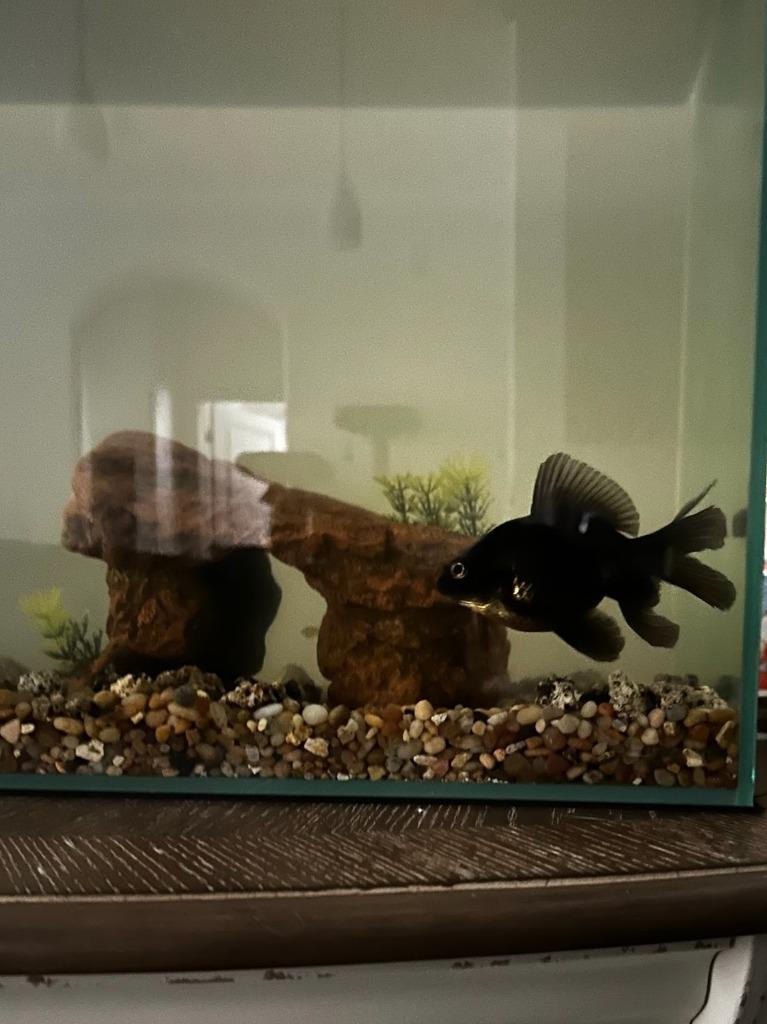 Enlarge Moe, a Adopted Freshwater Fish in Eagle Mountain, UT image 1/1