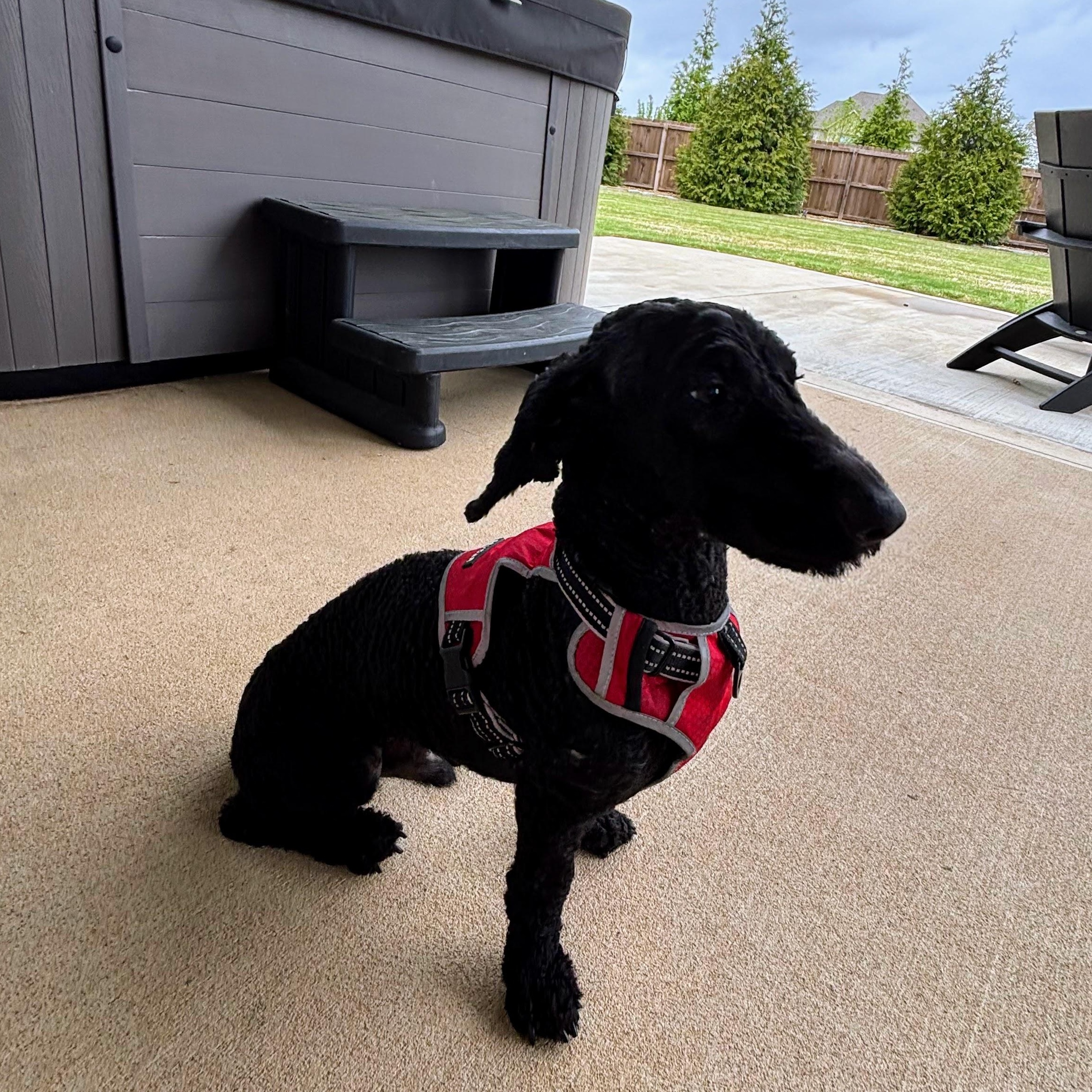 Enlarge Derby, an adopted Poodle in Bella Vista, AR image 5/5