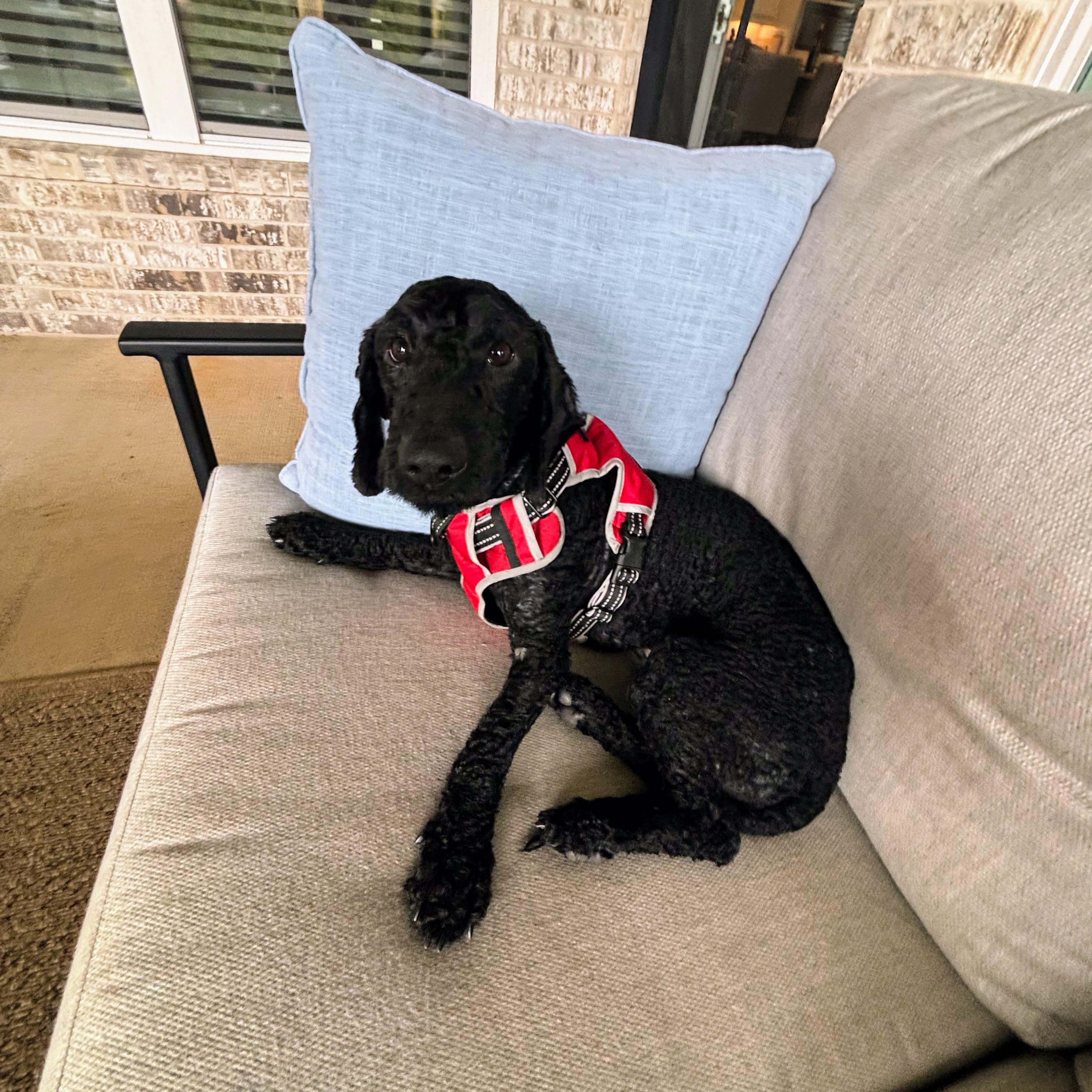 Enlarge Derby, an adopted Poodle in Bella Vista, AR image 3/5