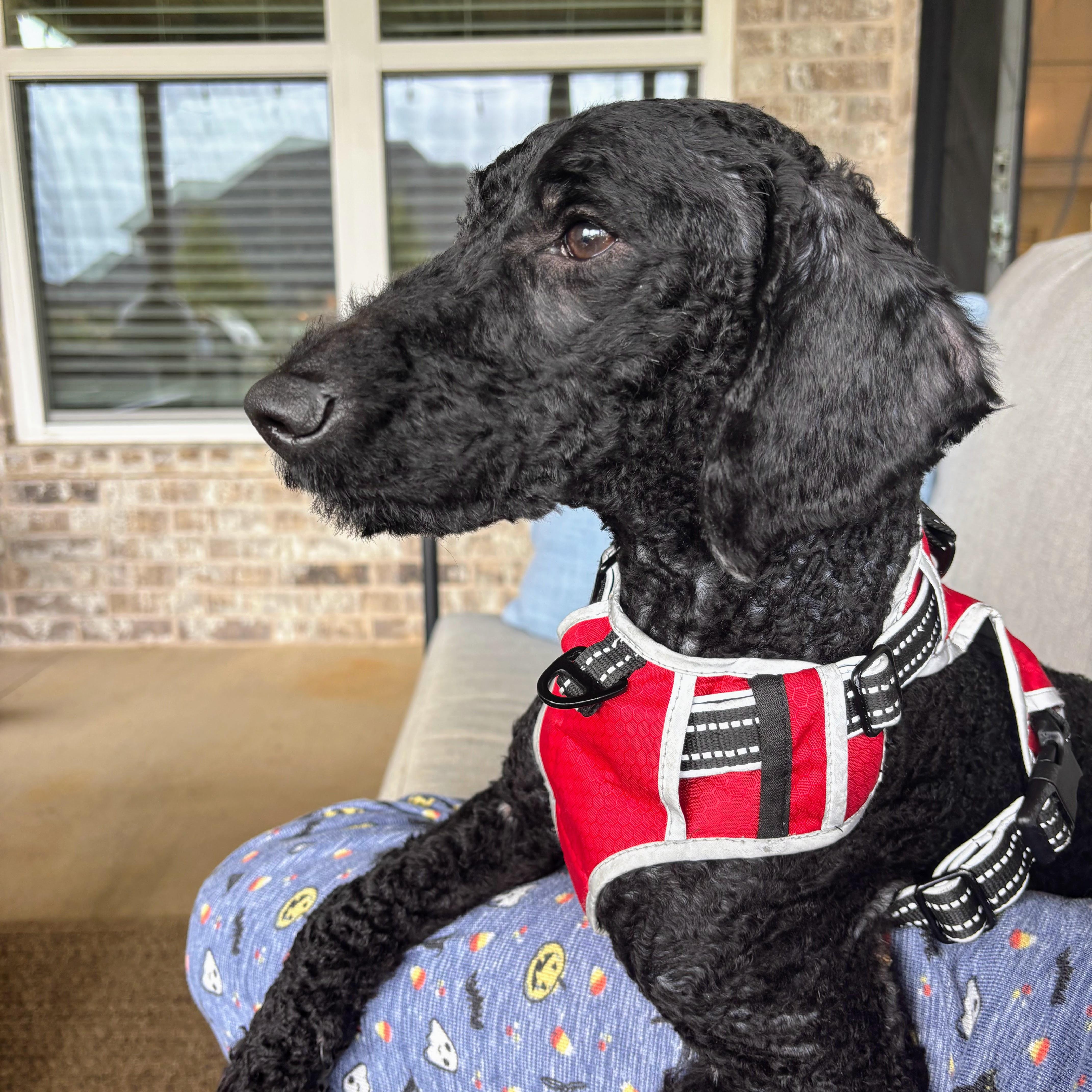 Enlarge Derby, an adopted Poodle in Bella Vista, AR image 2/5