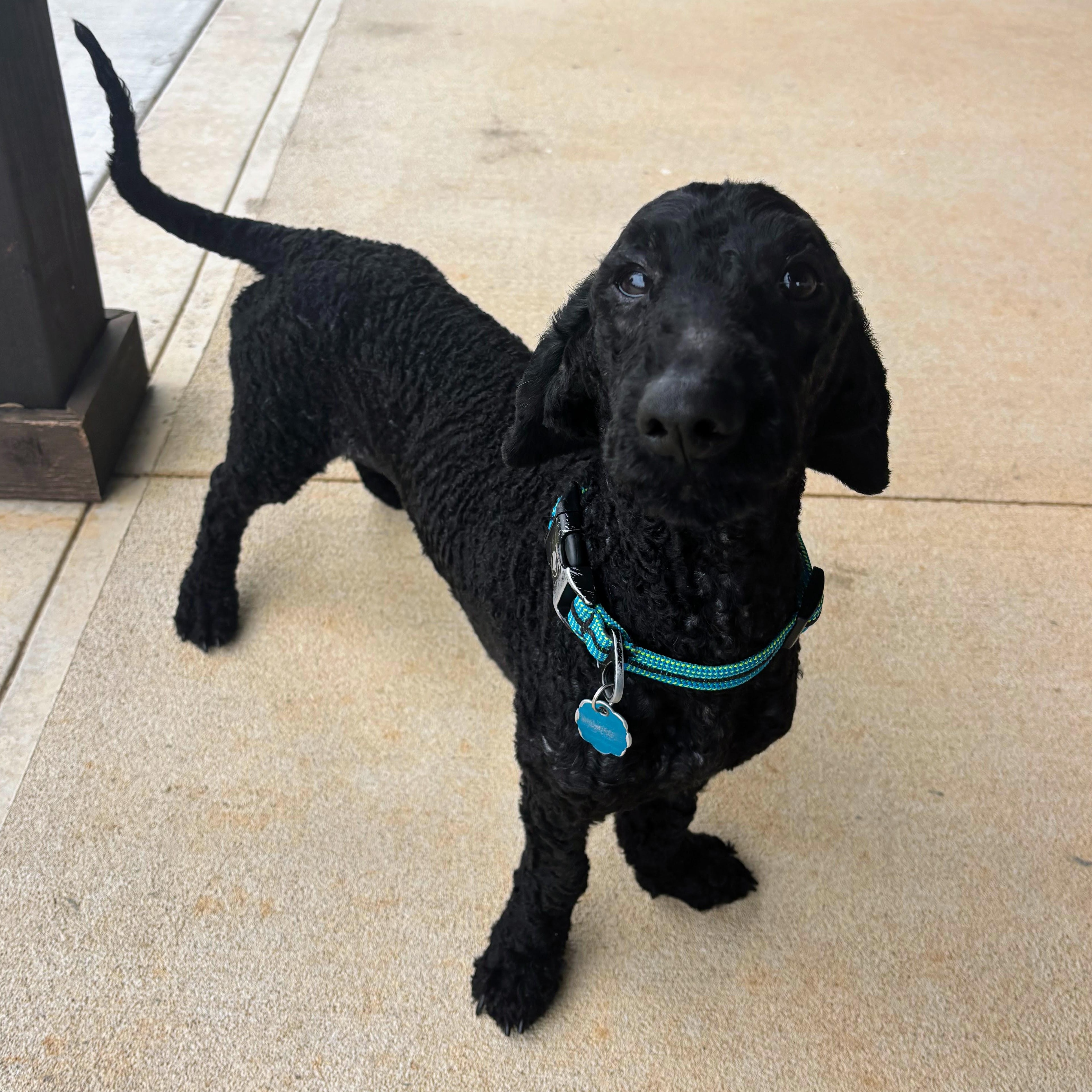 Enlarge Derby, an adopted Poodle in Bella Vista, AR image 4/5