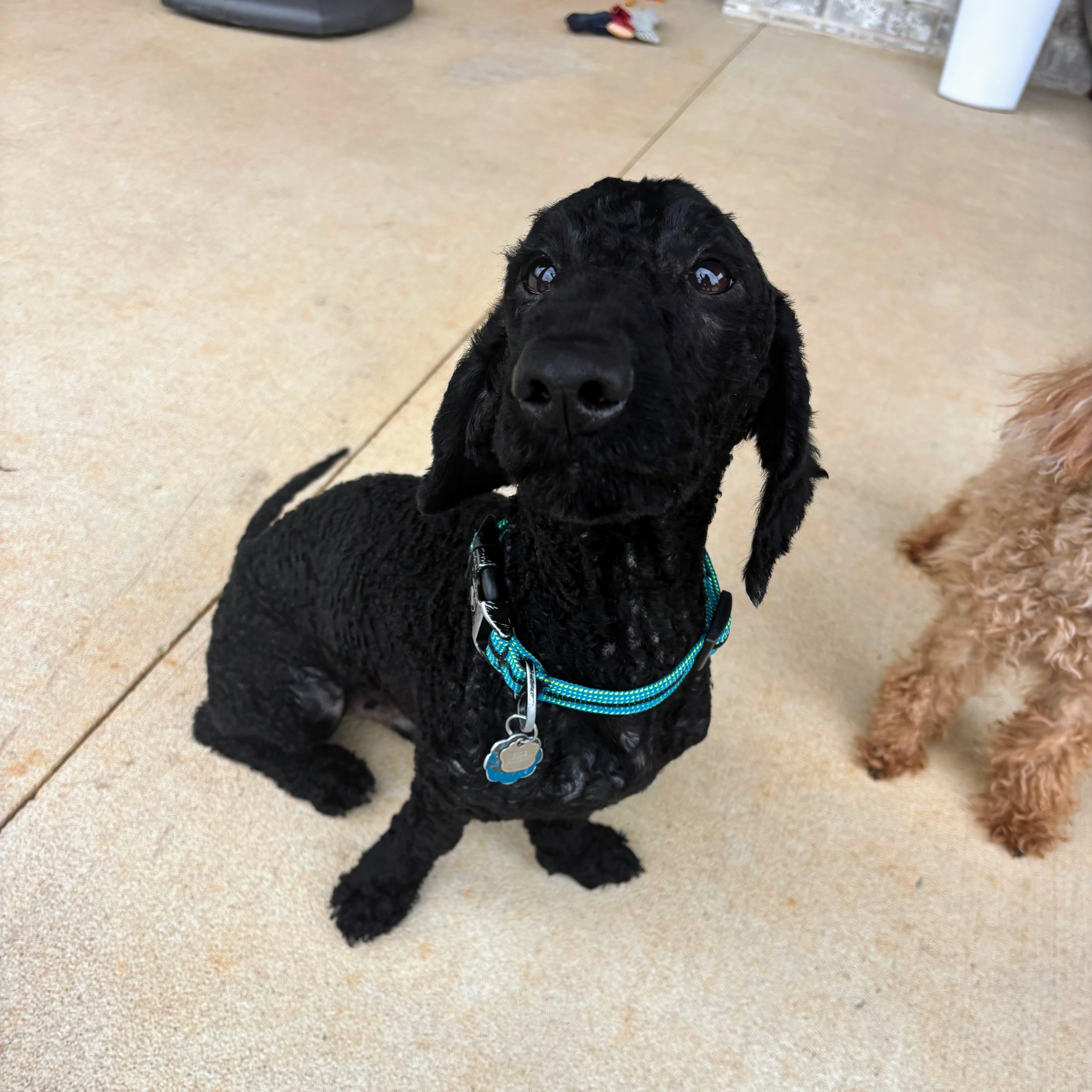 Derby, adopted, Adult Male Poodle.
