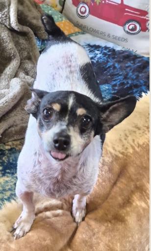 Chi Chi, Adoptable, Adult Female Chihuahua & Boston Terrier.
