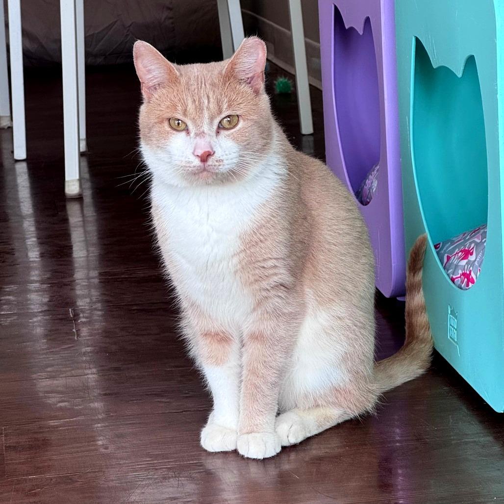 Enlarge James, a Adoptable Domestic Short Hair in Chapel Hill, NC image 1/4