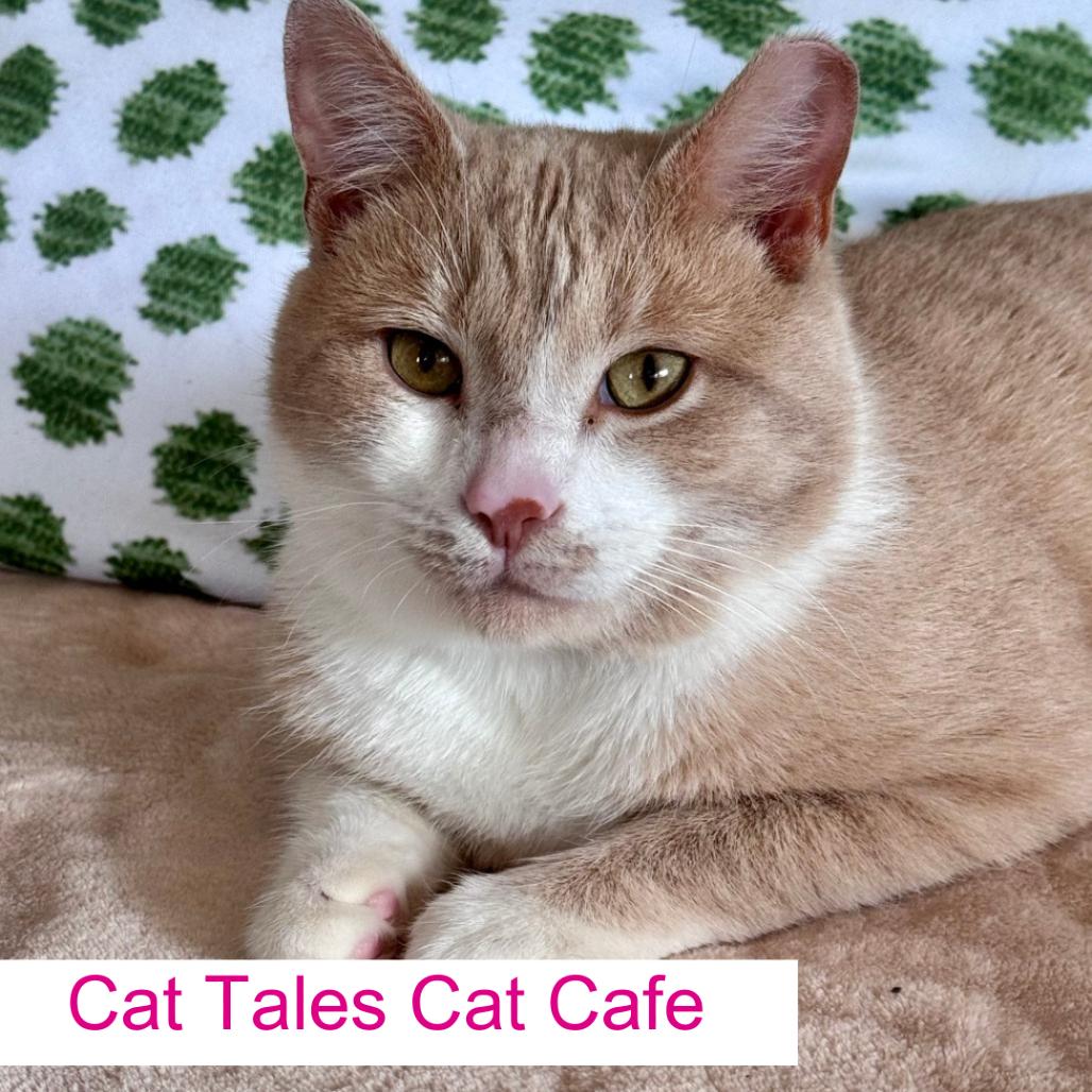 Enlarge James, a Adoptable Domestic Short Hair in Chapel Hill, NC image 2/4