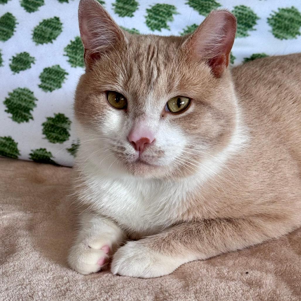 Enlarge James, a Adoptable Domestic Short Hair in Chapel Hill, NC image 3/4