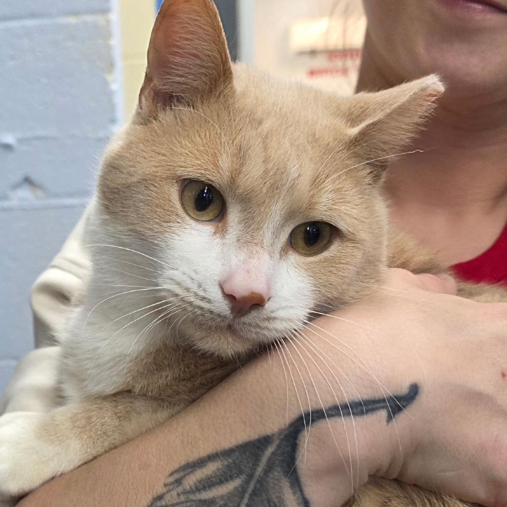 Enlarge James, a Adoptable Domestic Short Hair in Chapel Hill, NC image 4/4