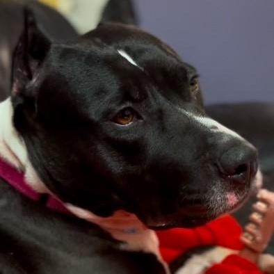 Enlarge Layla, a Adoptable mixed breed in Westland, MI image 6/6