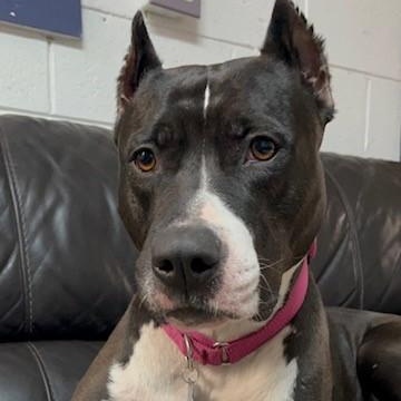 Enlarge Layla, a Adoptable mixed breed in Westland, MI image 3/6