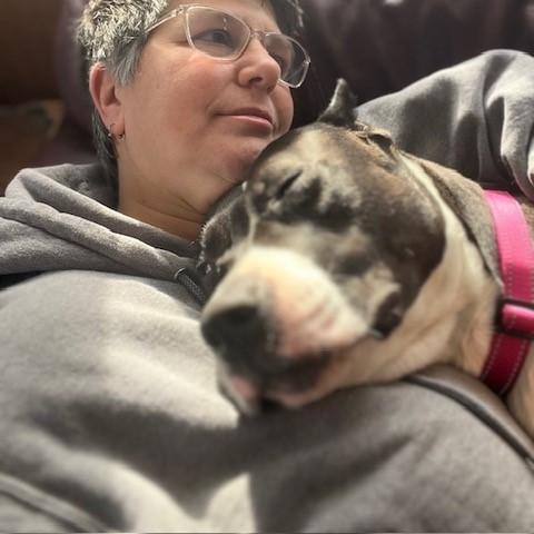 Enlarge Layla, a Adoptable mixed breed in Westland, MI image 2/6