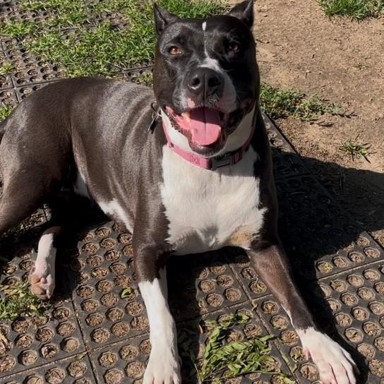 Layla, Adoptable, Adult Female Pit Bull Terrier & Great Dane.