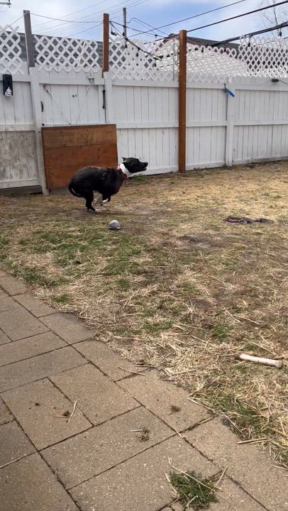 Enlarge Layla, a Adoptable mixed breed in Westland, MI video 5/6