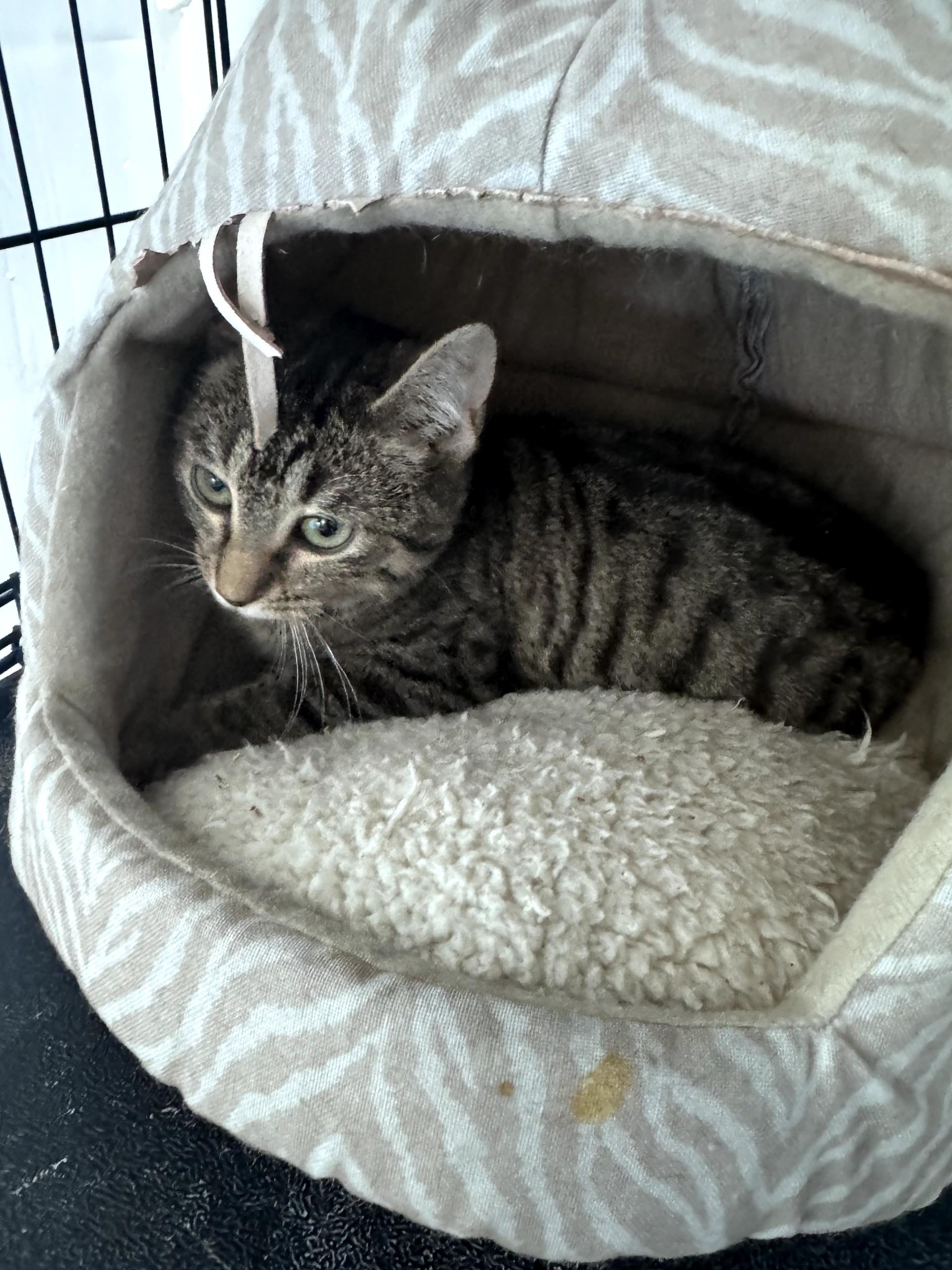 Enlarge Lea, an adopted Domestic Short Hair in Warren, OH image 1/5