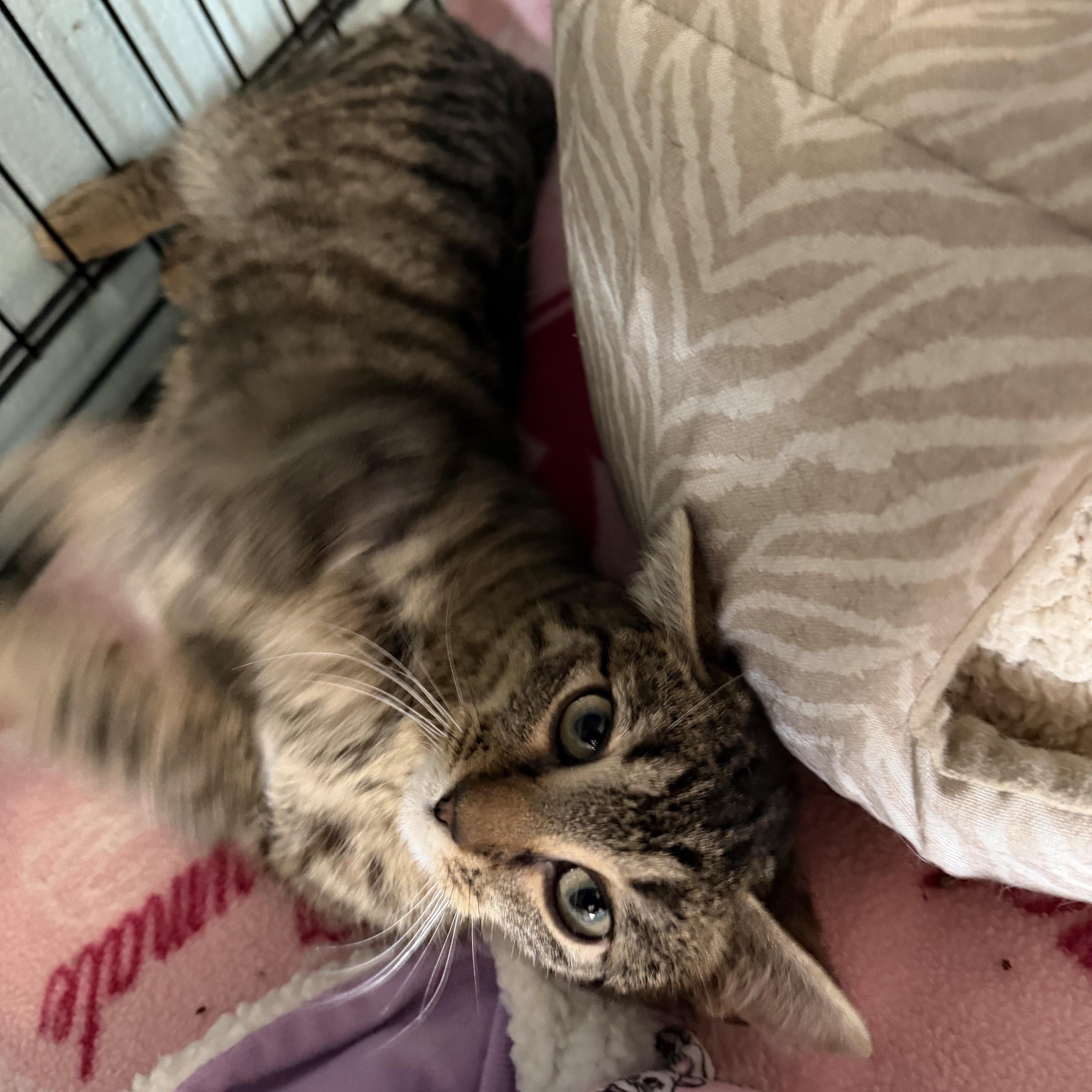 Enlarge Lea, an adopted Domestic Short Hair in Warren, OH image 4/5