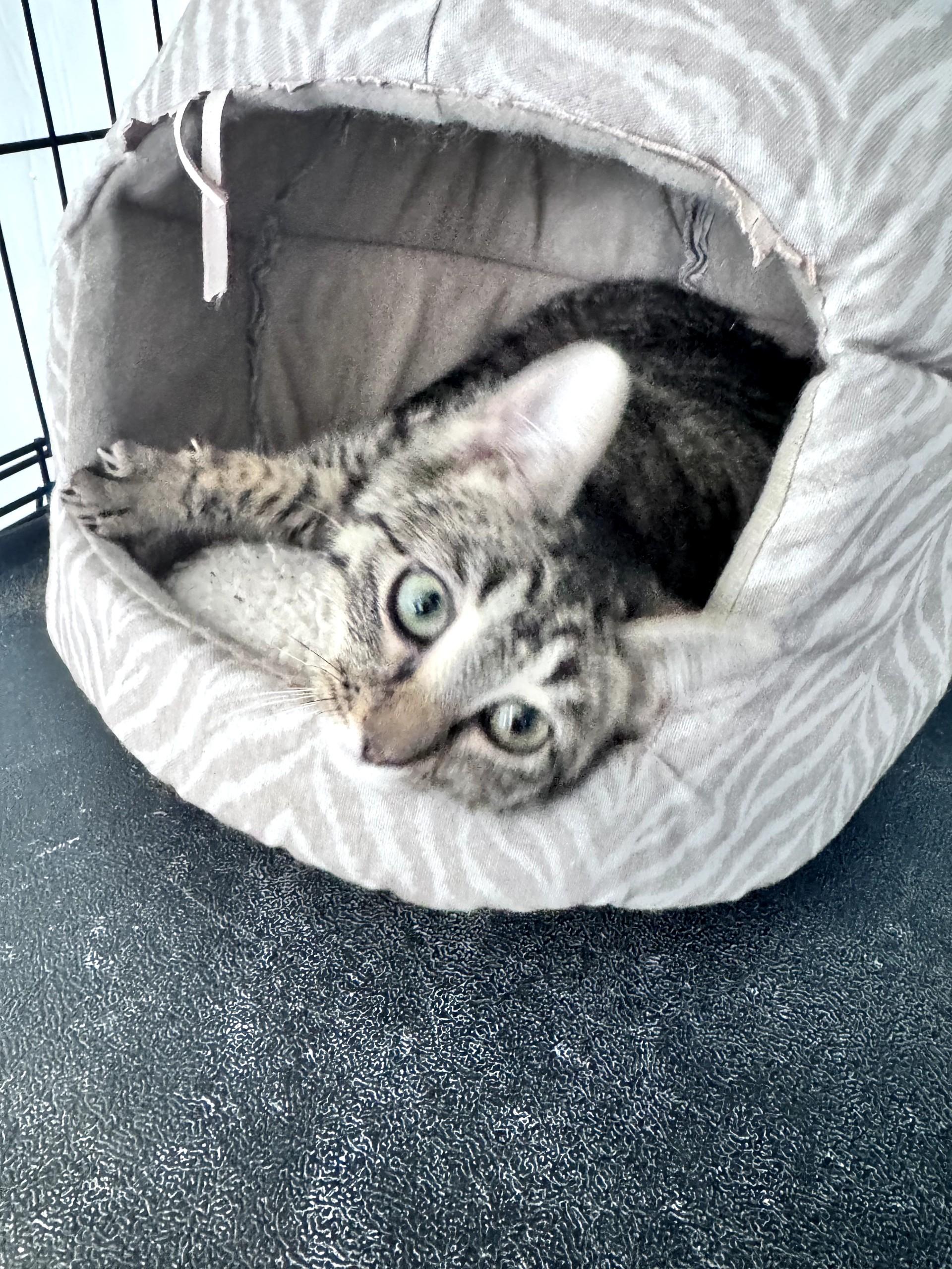 Enlarge Lea, an adopted Domestic Short Hair in Warren, OH image 2/5