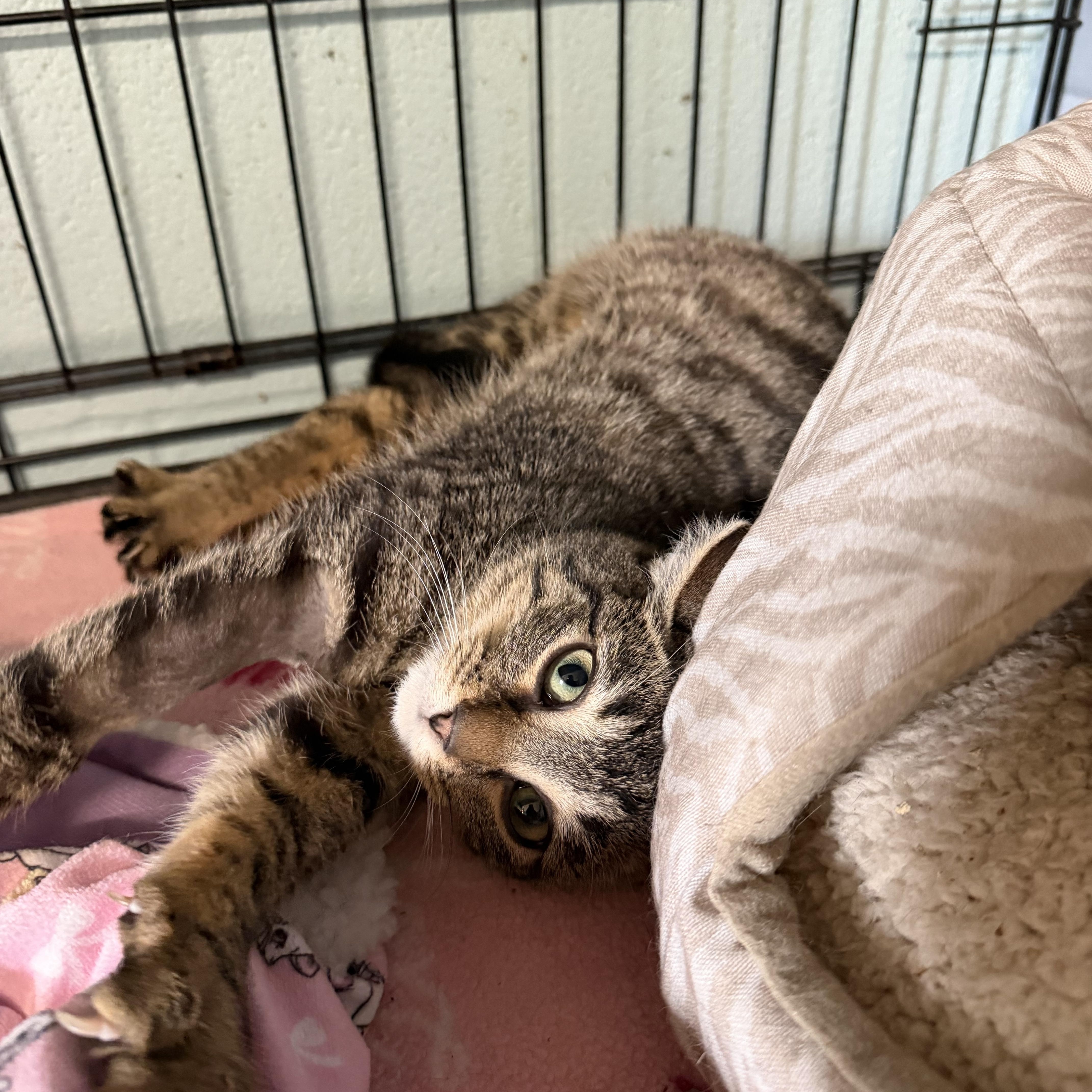 Enlarge Lea, an adopted Domestic Short Hair in Warren, OH image 5/5