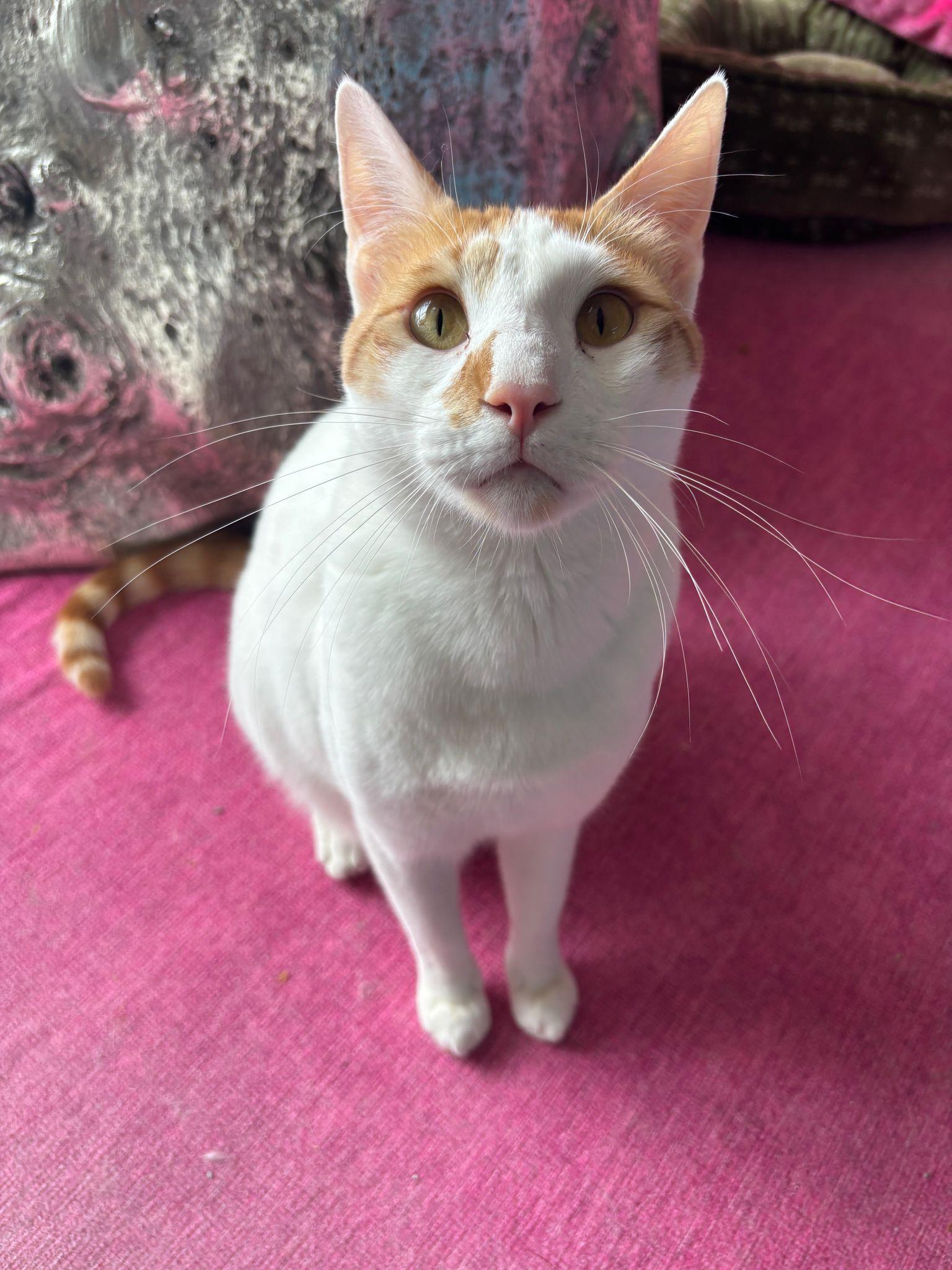 Joey, Adopted, Adult Male Siamese.