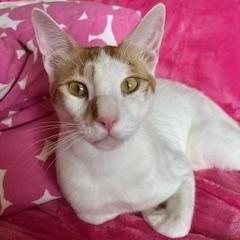 Enlarge Joey, a Adopted mixed breed in Scarborough, ON image 2/6