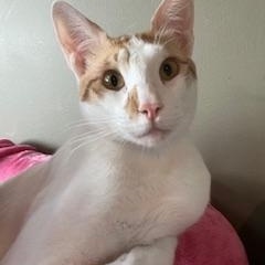 Enlarge Joey, a Adopted mixed breed in Scarborough, ON image 4/6