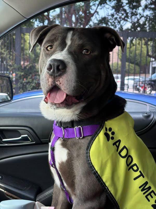 Shaw, Adoptable, Adult Male Terrier & Retriever.