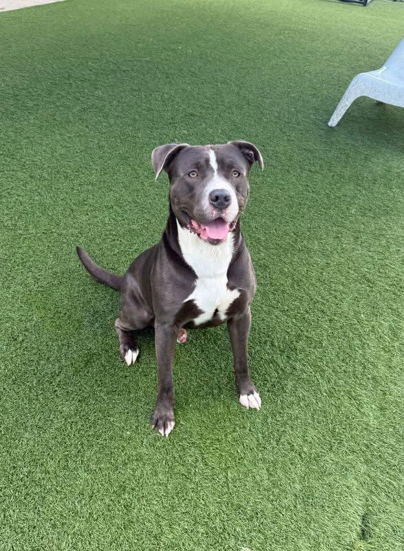 Enlarge Shaw, a Adoptable mixed breed in Newport, NH image 2/3