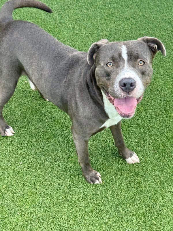 Enlarge Shaw, a Adoptable mixed breed in Newport, NH image 3/3