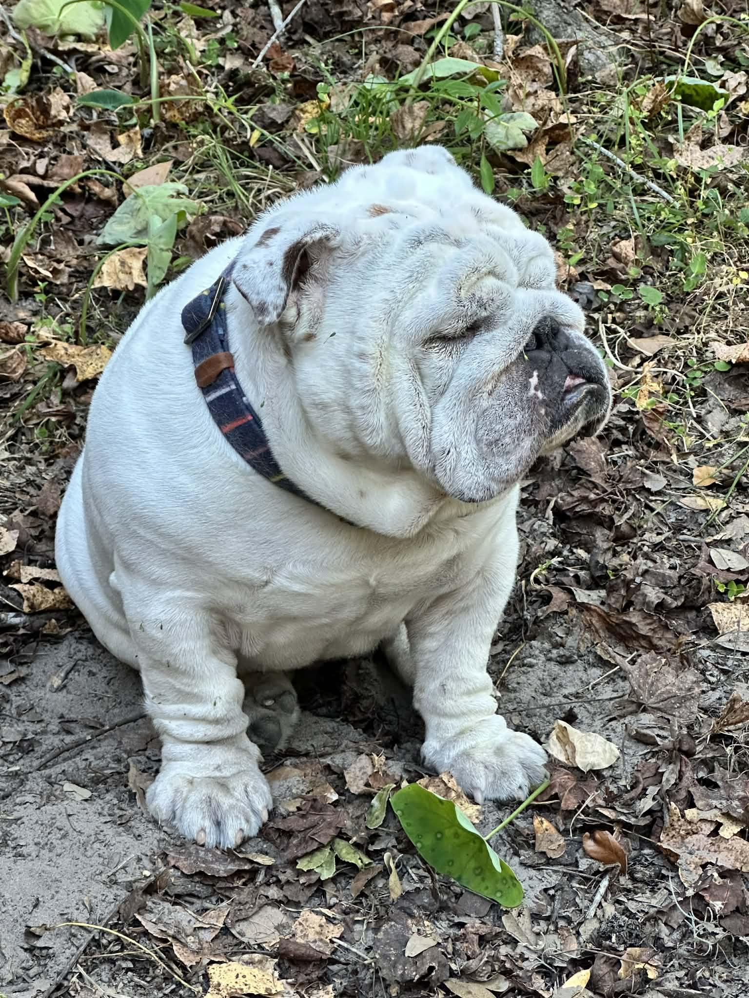Enlarge Chess, a ADOPTABLE English Bulldog in Palm Coast, FL image 2/3