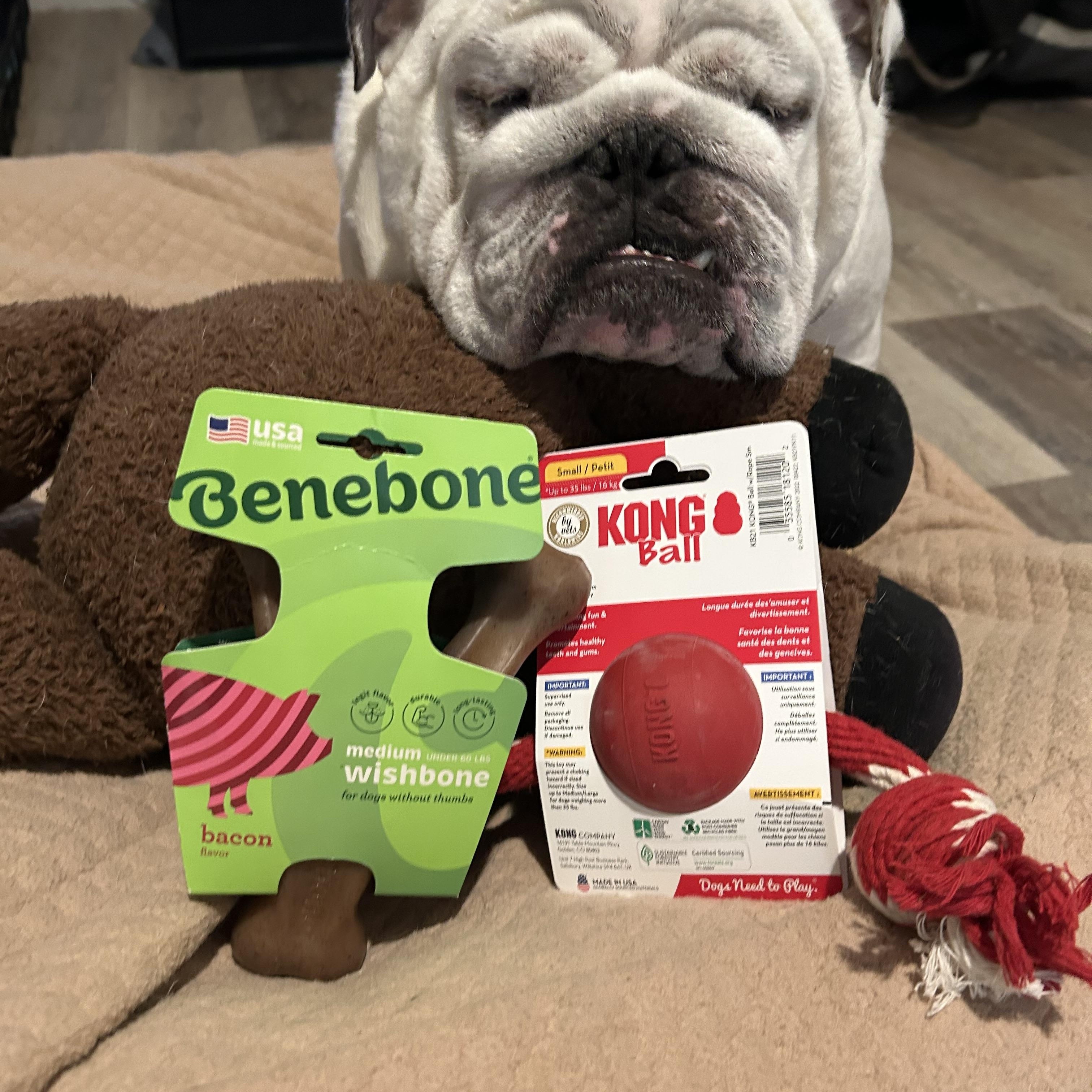 Enlarge Chess, an adopted English Bulldog in Palm Coast, FL image 5/5