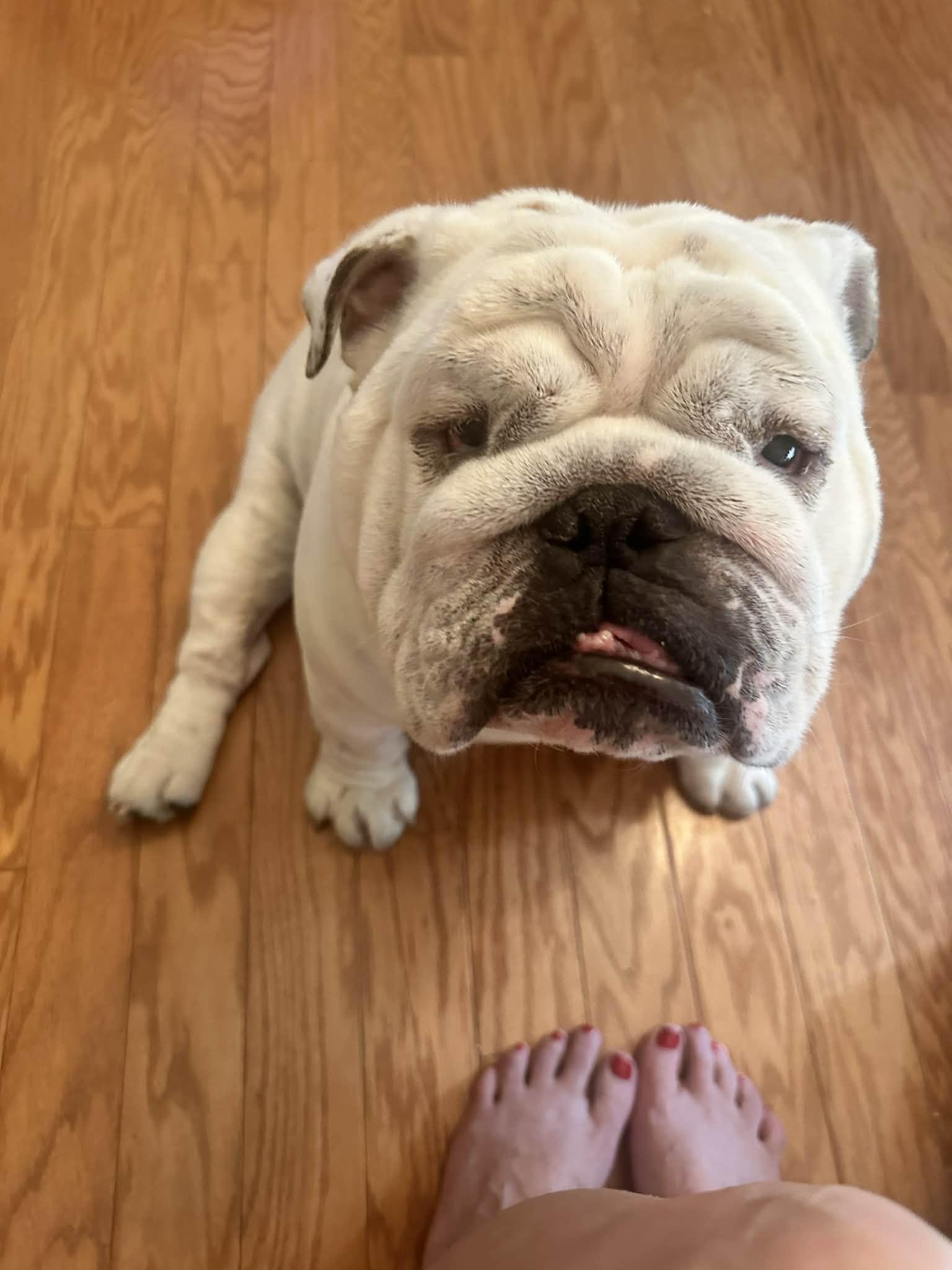 Enlarge Chess, a ADOPTABLE English Bulldog in Palm Coast, FL image 3/3