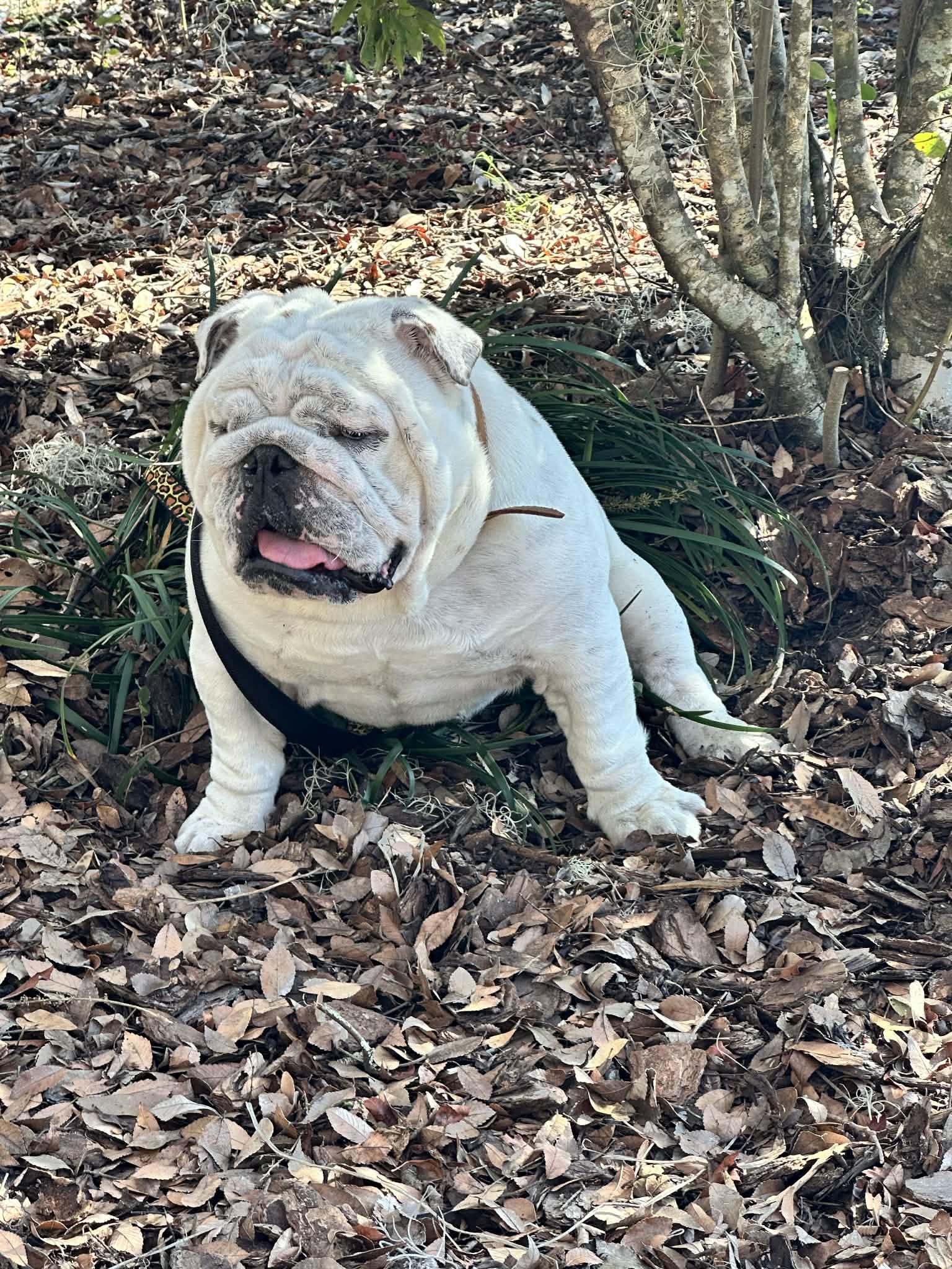 Enlarge Chess, an adopted English Bulldog in Palm Coast, FL image 4/5