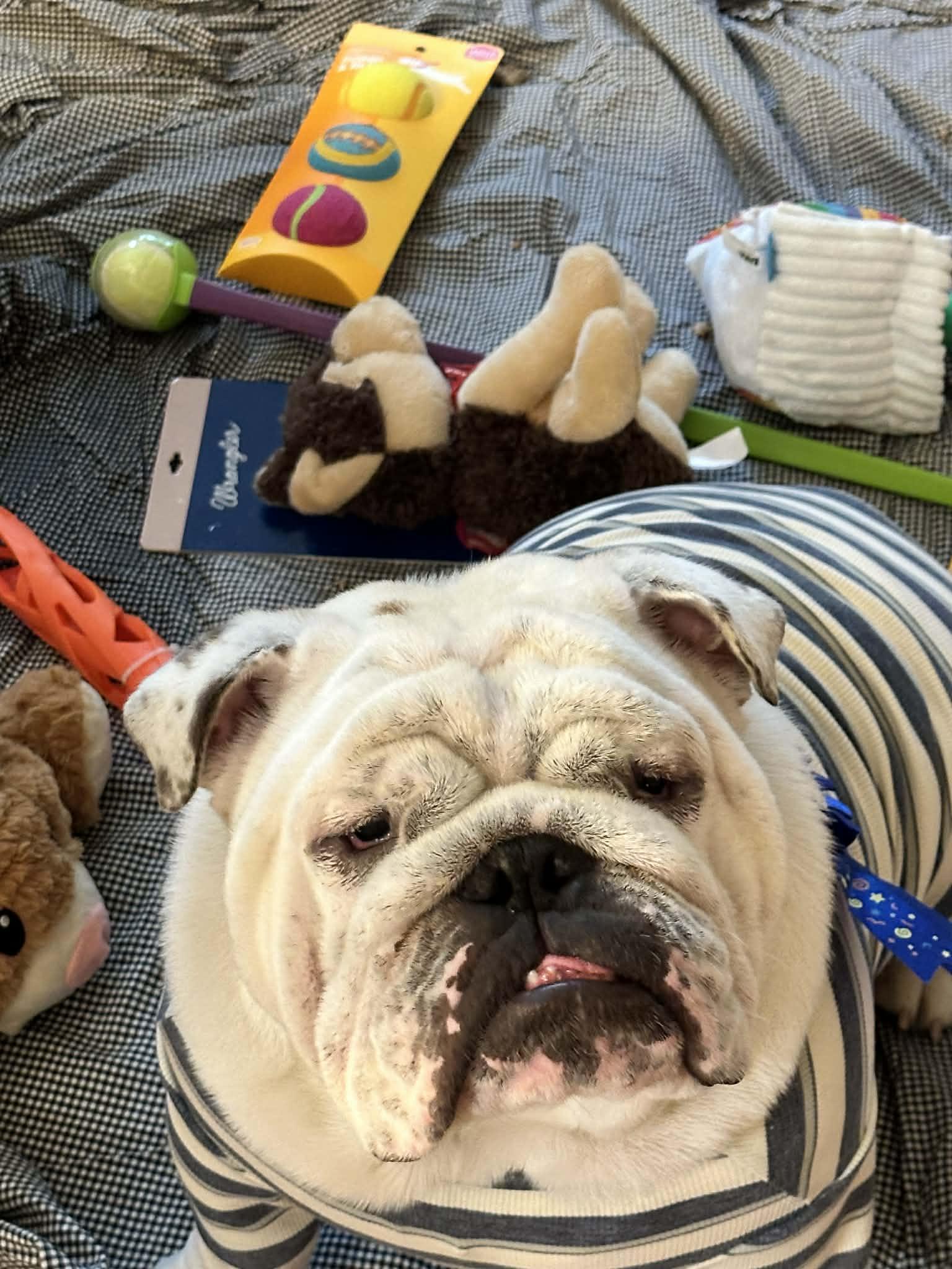 Chess, adopted, Young Male English Bulldog.